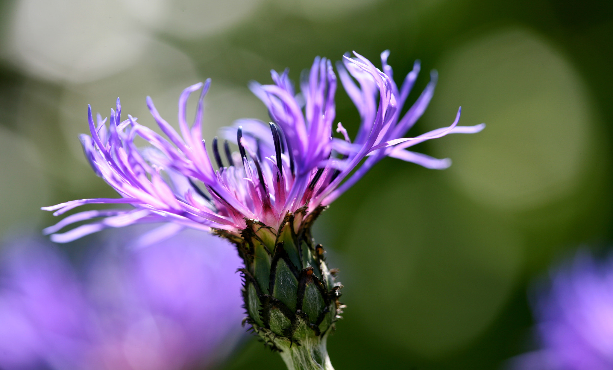 Canon EF 180mm F3.5L Macro USM sample photo. Fieldflower photography