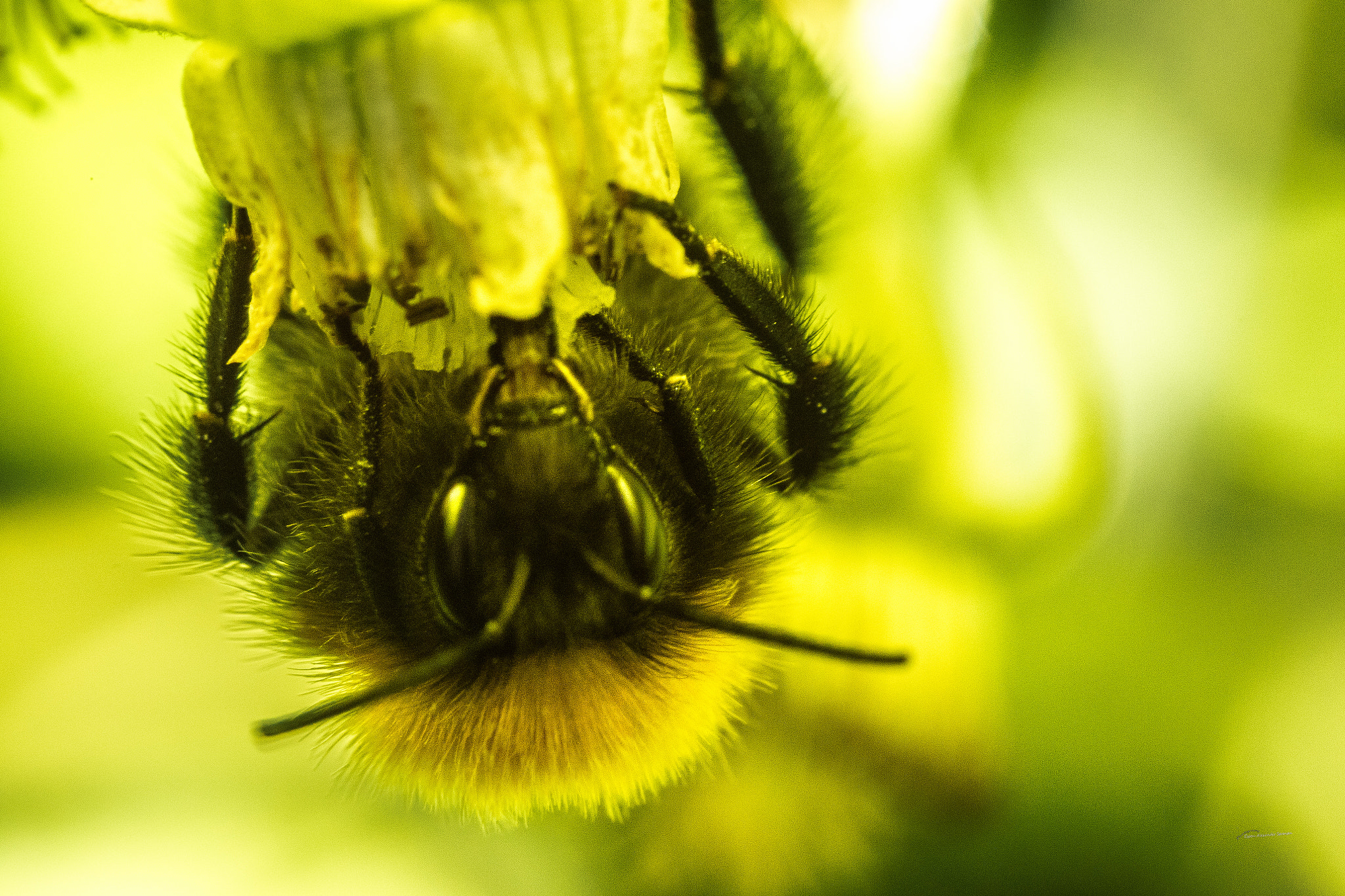 Sigma 105mm F2.8 EX DG Macro sample photo. Bumblebee photography