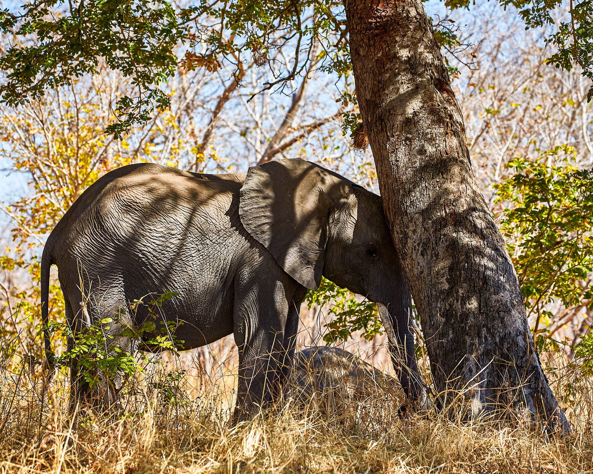 Canon EF 70-300mm F4-5.6L IS USM sample photo. African elephant having a break photography
