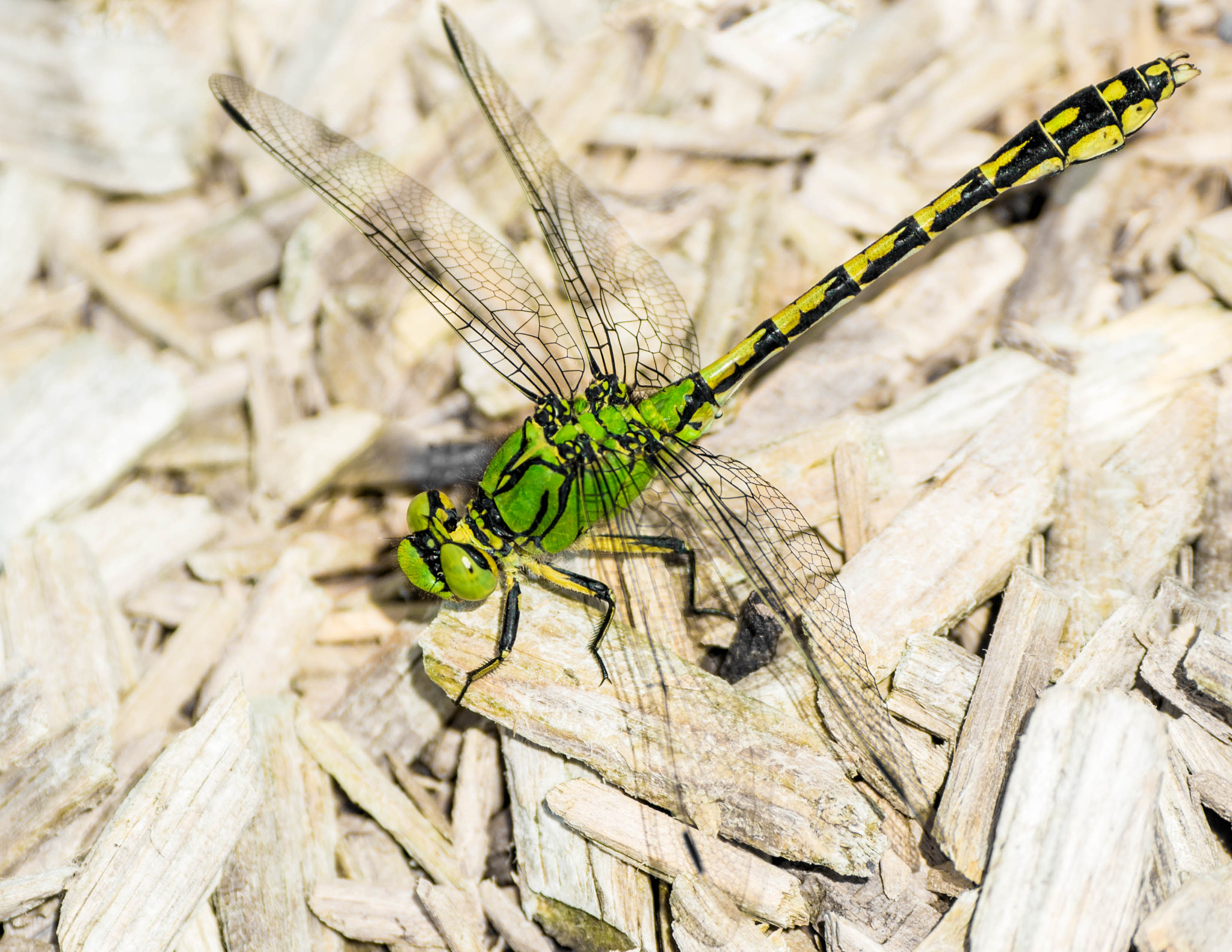 Nikon D5300 + Nikon AF-S Nikkor 80-400mm F4.5-5.6G ED VR sample photo. Ophiogomphus cecilia photography