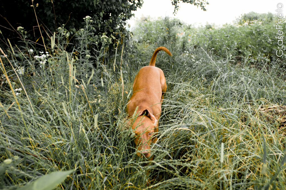 Nikon AF-S Nikkor 17-35mm F2.8D ED-IF sample photo. Vengerian vyzhla hunting dog photography
