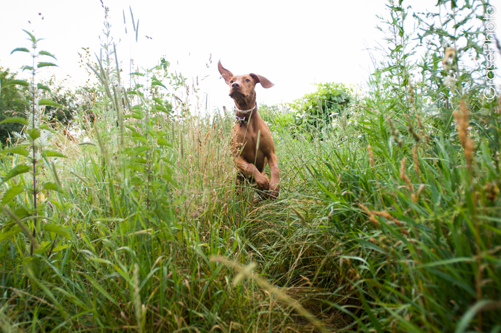 Nikon AF-S Nikkor 17-35mm F2.8D ED-IF sample photo. Vengerian vyzhla hunting dog photography