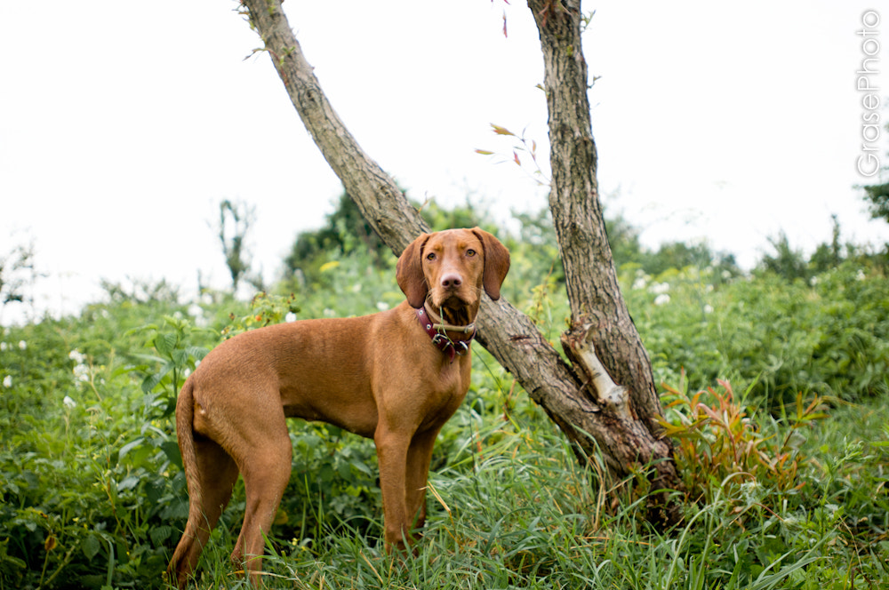 Nikon AF-S Nikkor 17-35mm F2.8D ED-IF sample photo. Vengerian vyzhla hunting dog photography
