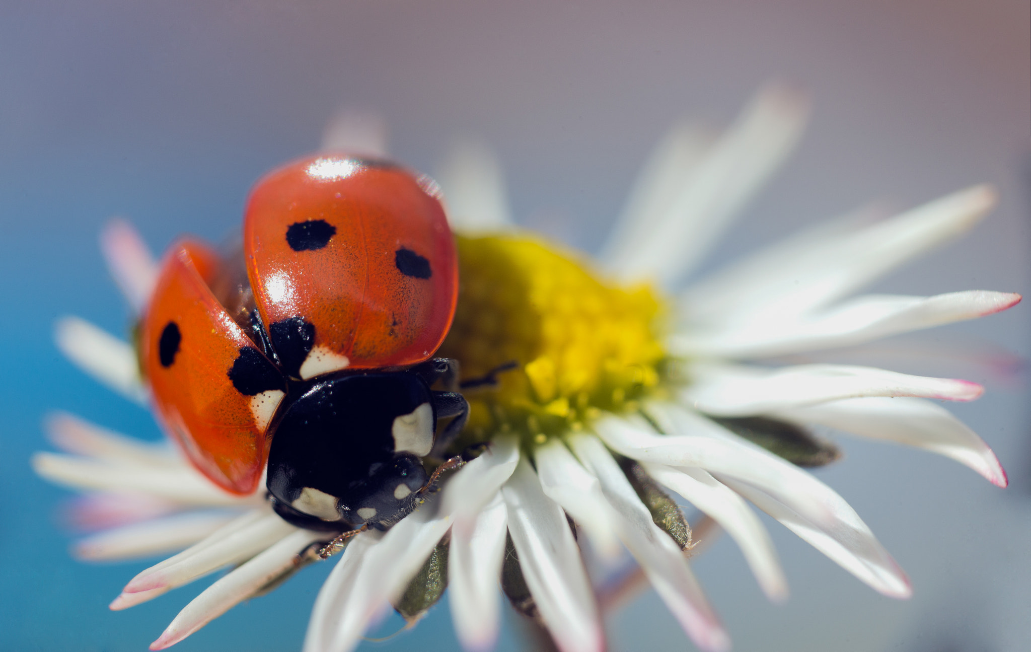 Sigma 70mm F2.8 EX DG Macro sample photo. Ladybird preparing to fly photography