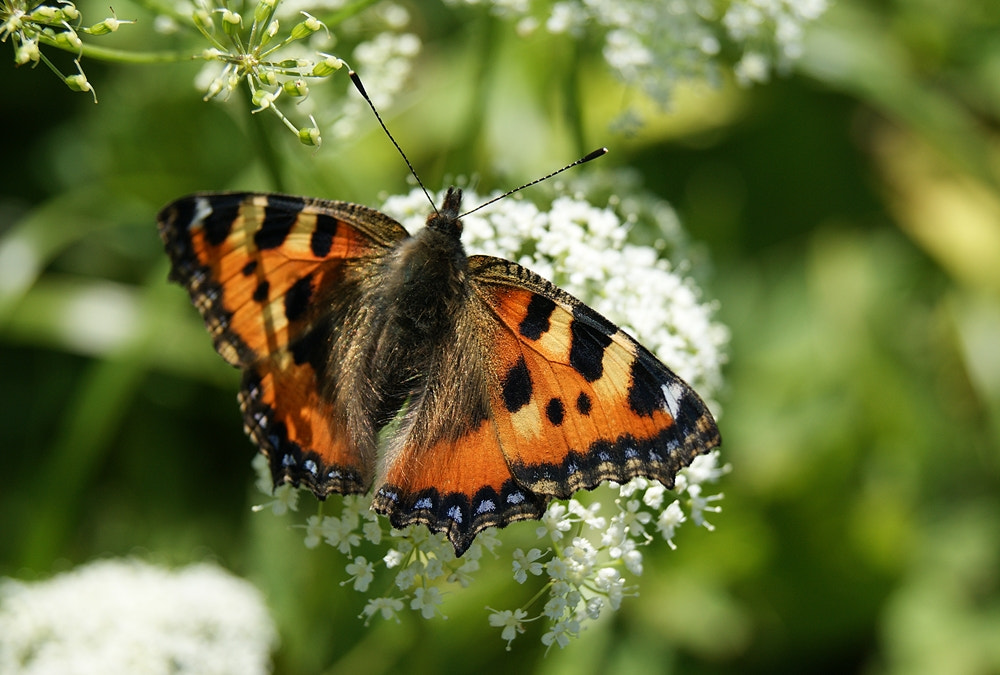 Sony Alpha DSLR-A290 + Sony DT 18-55mm F3.5-5.6 SAM sample photo. Kleiner fuchs (aglais urticae) photography