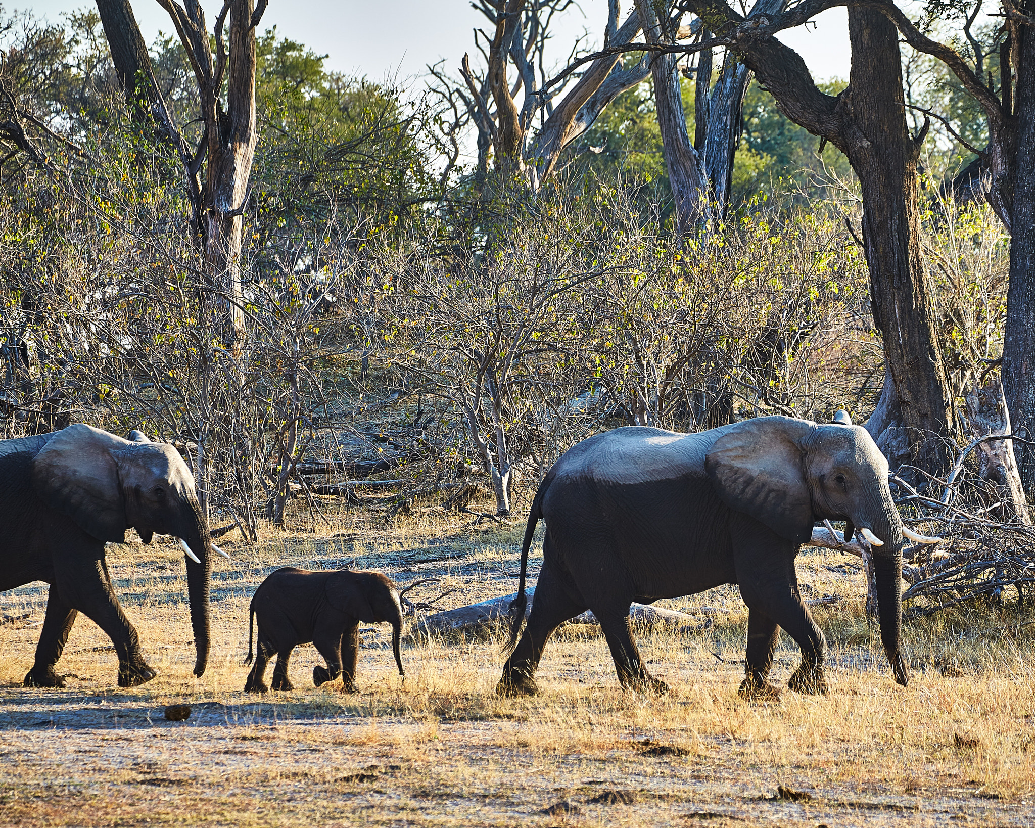 Canon EF 70-300mm F4-5.6L IS USM sample photo. Elephants after having a bath photography