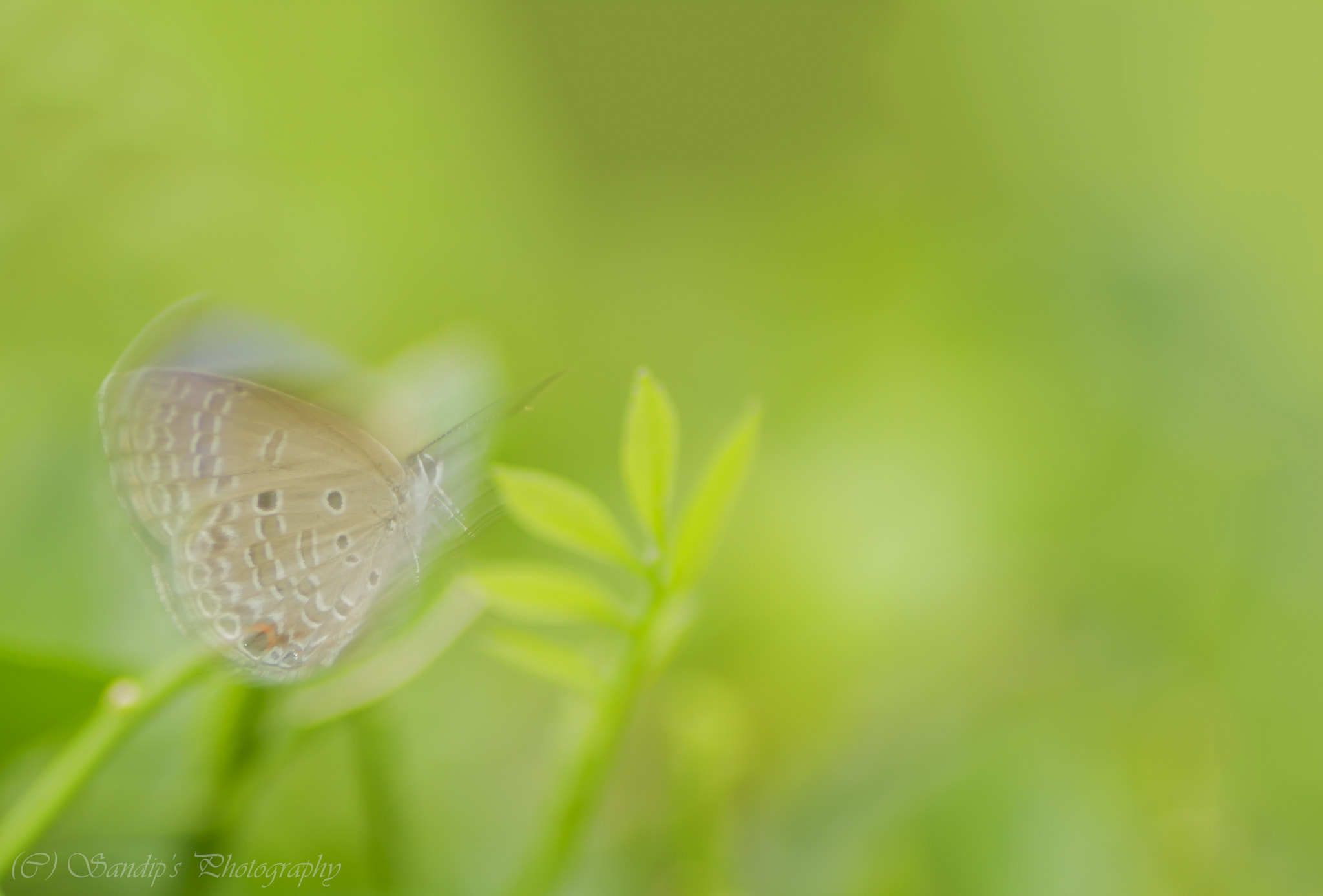 Canon EOS 600D (Rebel EOS T3i / EOS Kiss X5) + Tamron SP AF 90mm F2.8 Di Macro sample photo. Gone in seconds..... photography