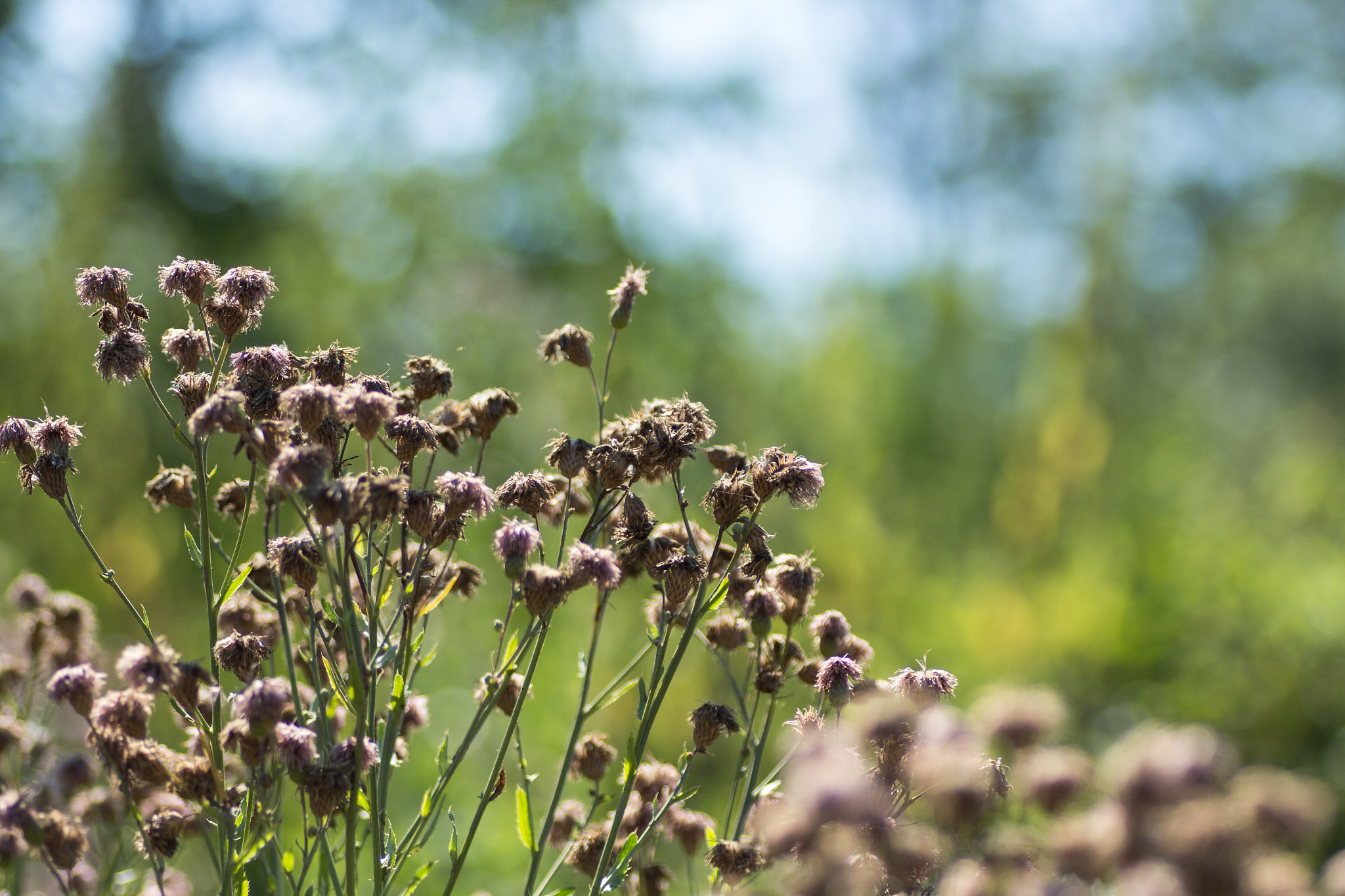 Canon EOS 700D (EOS Rebel T5i / EOS Kiss X7i) + Tamron SP AF 90mm F2.8 Di Macro sample photo. Dry grass photography