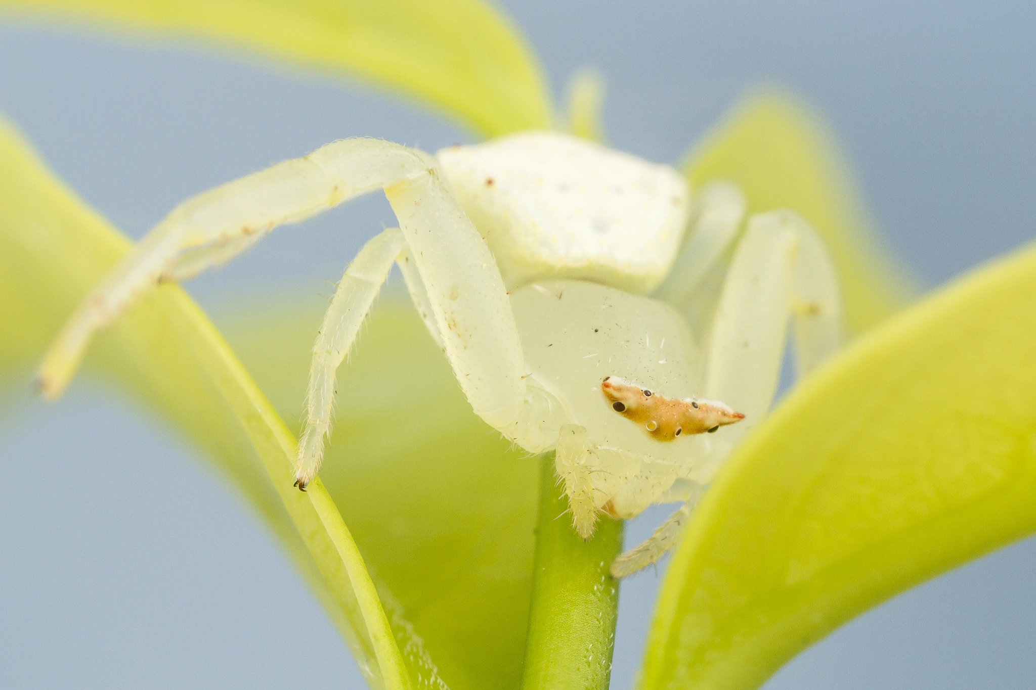 Canon MP-E 65mm F2.5 1-5x Macro Photo sample photo. White crab spider photography