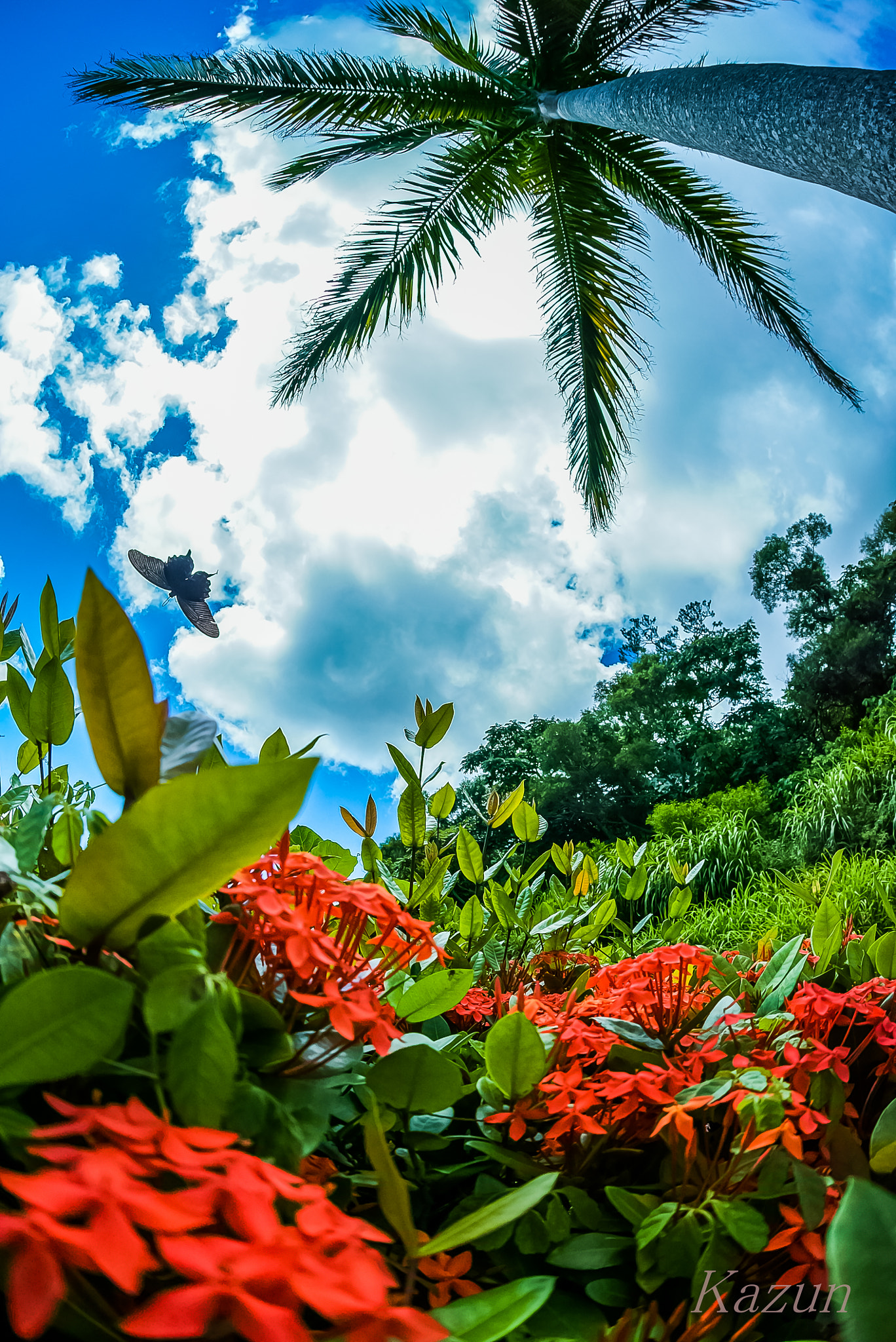 Sony a7S II + Sony 16mm F2.8 Fisheye sample photo. Flying！　ーin　okinawa- photography