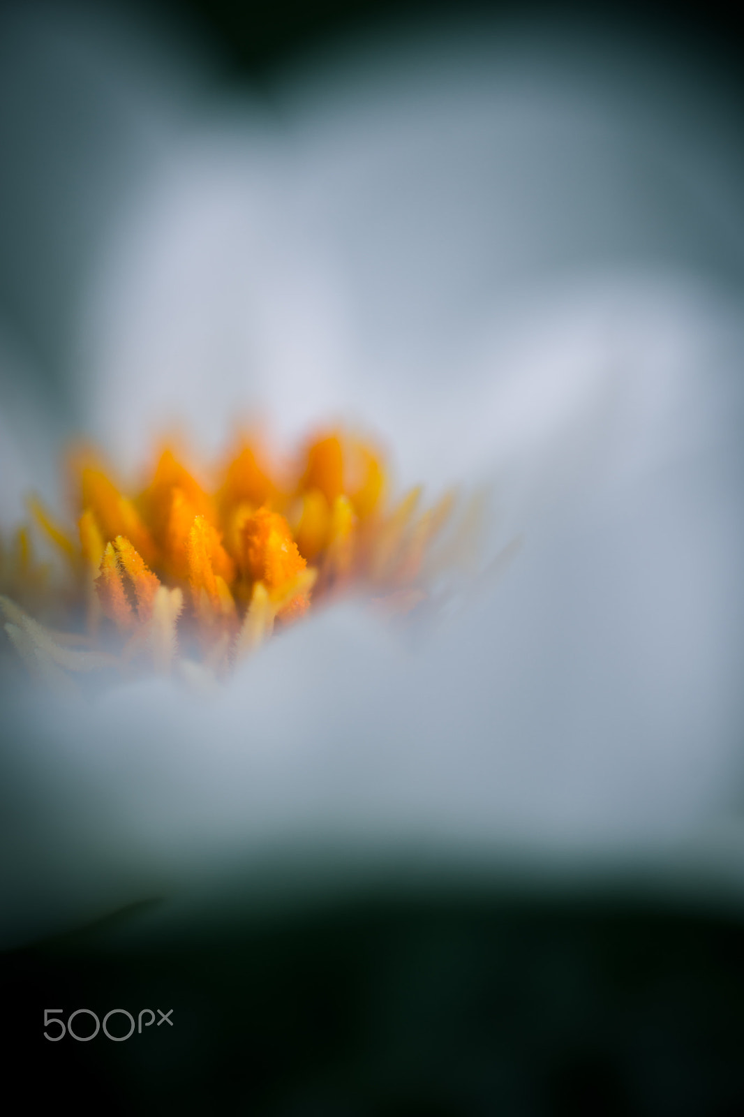 Sony a99 II + Sony 100mm F2.8 Macro sample photo. Delicate photography