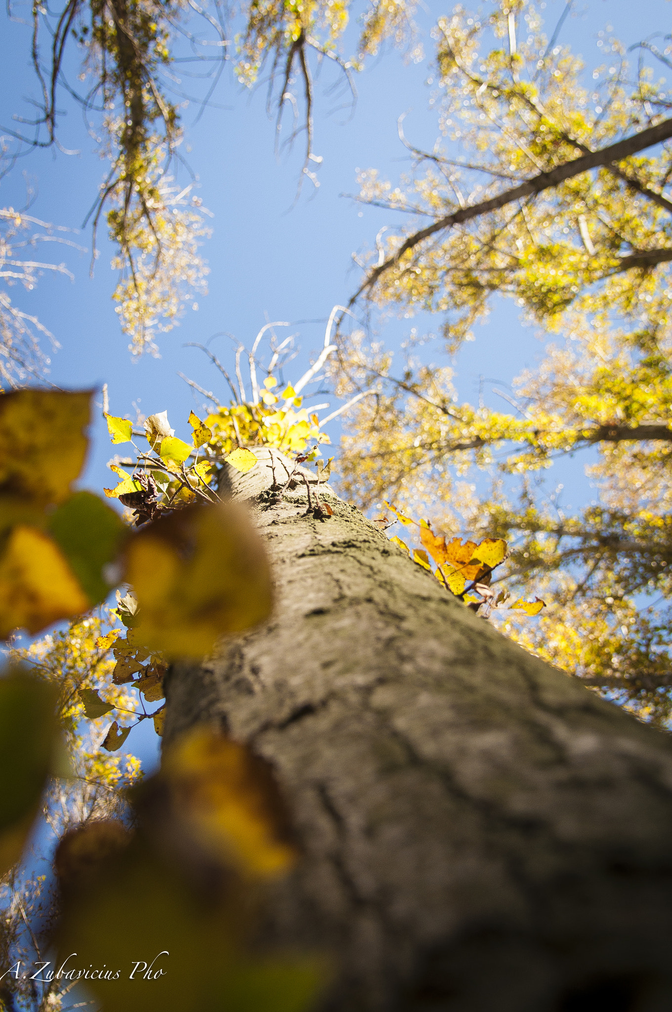 Nikon AF-S Nikkor 24-120mm F4G ED VR sample photo. Autumn photography