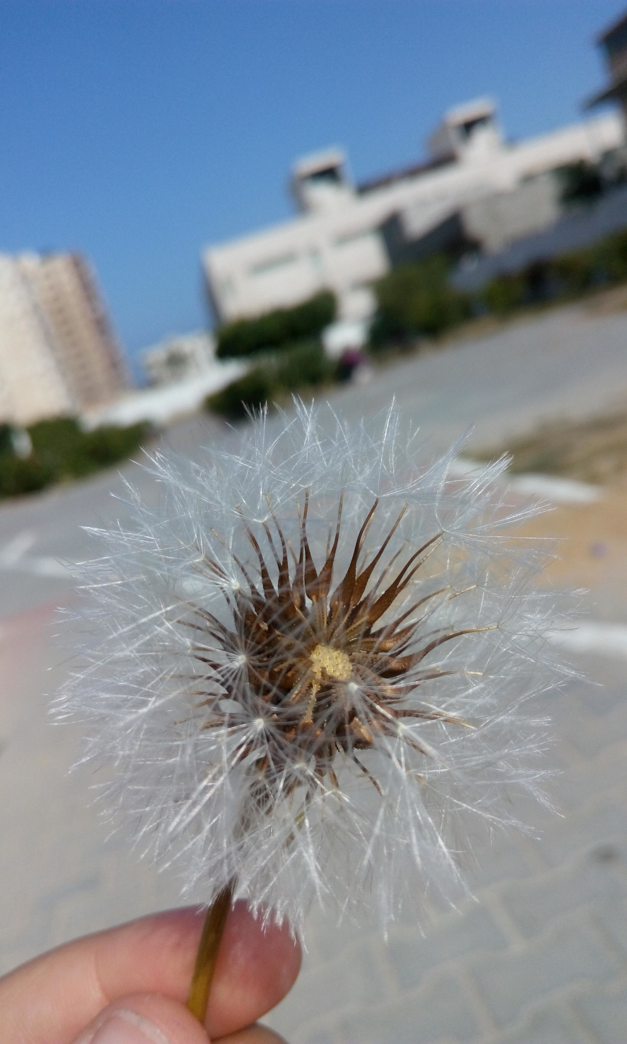 HTC DESIRE 816G DUAL SIM sample photo. Purity photography