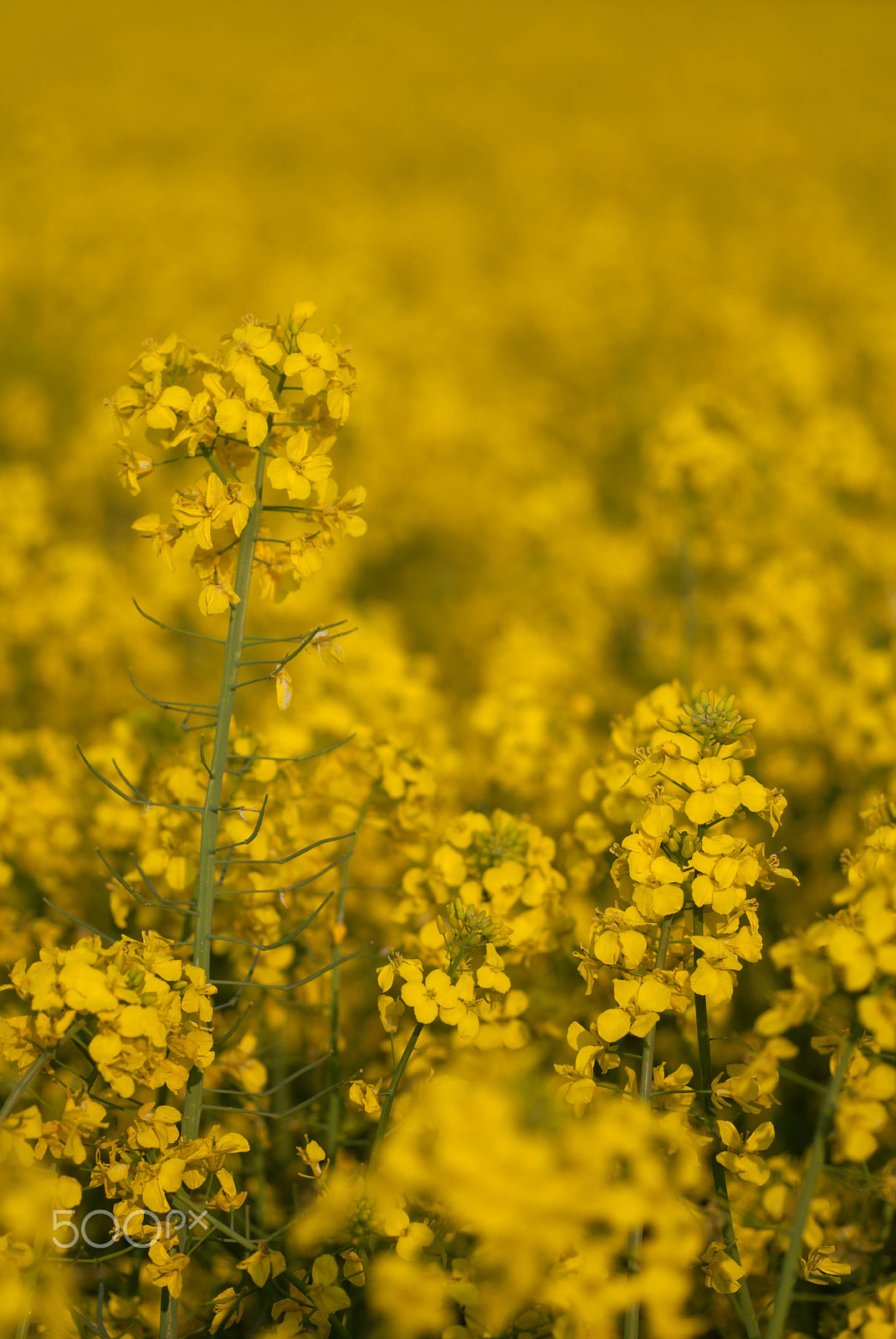 Nikon D200 sample photo. Rapeseed photography