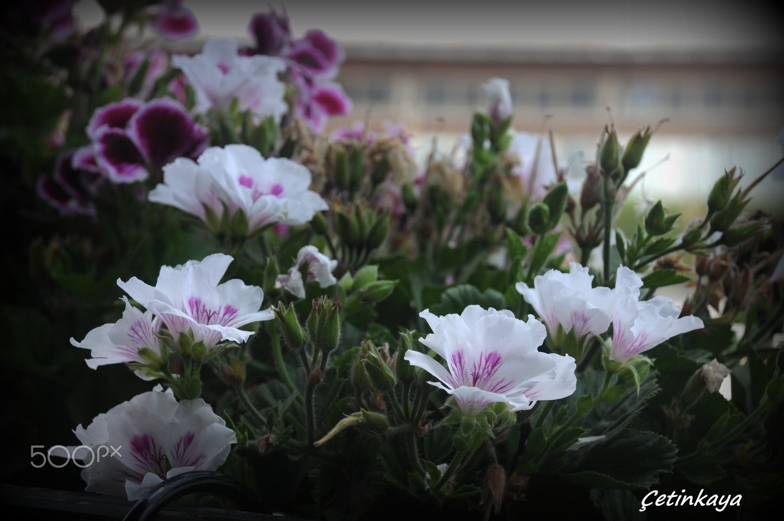 Nikon D300S sample photo. Flowers photography