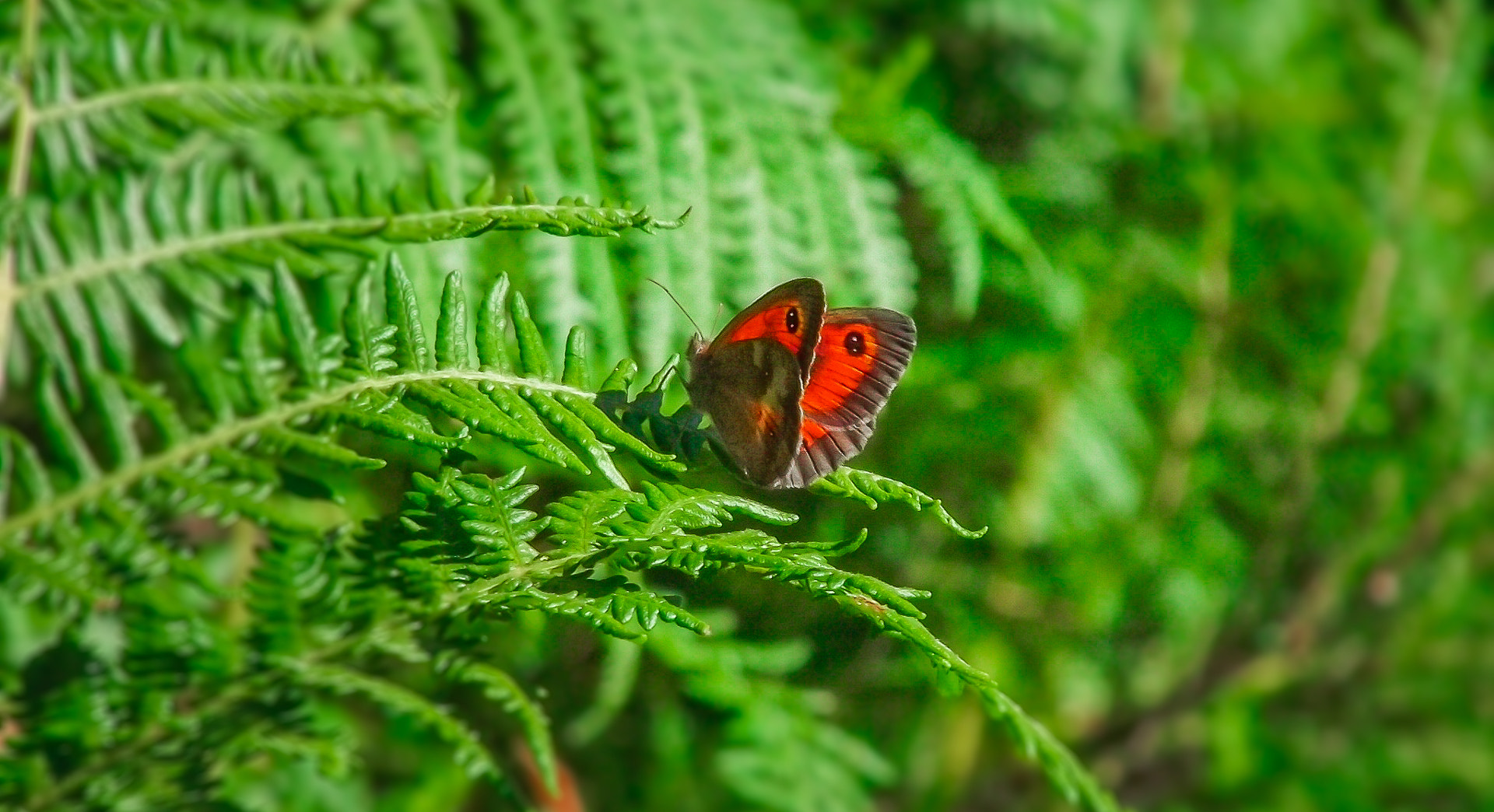 FujiFilm FinePix S1600 (FinePix S1770) sample photo. Butterfly photography