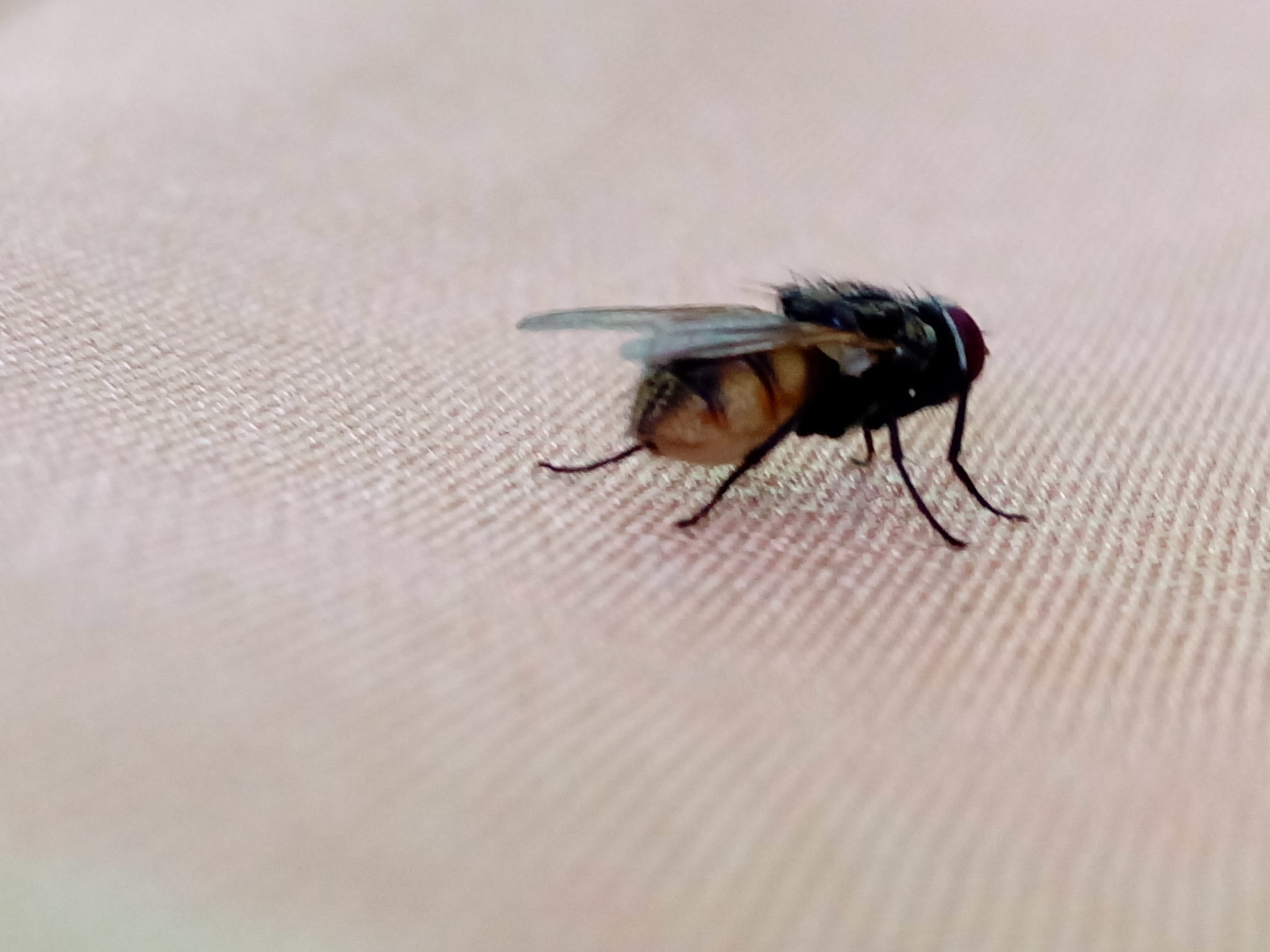 HTC DESIRE 820G PLUS DUAL SIM sample photo. Fly photography