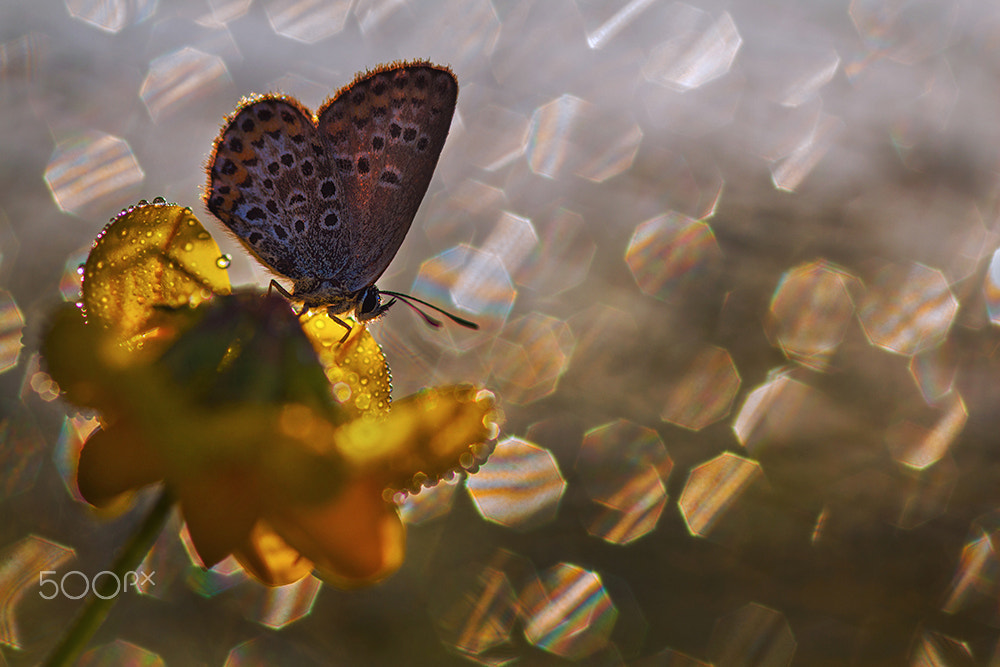 Canon EOS 700D (EOS Rebel T5i / EOS Kiss X7i) + Sigma 105mm F2.8 EX DG Macro sample photo. A butterfly at dawn photography