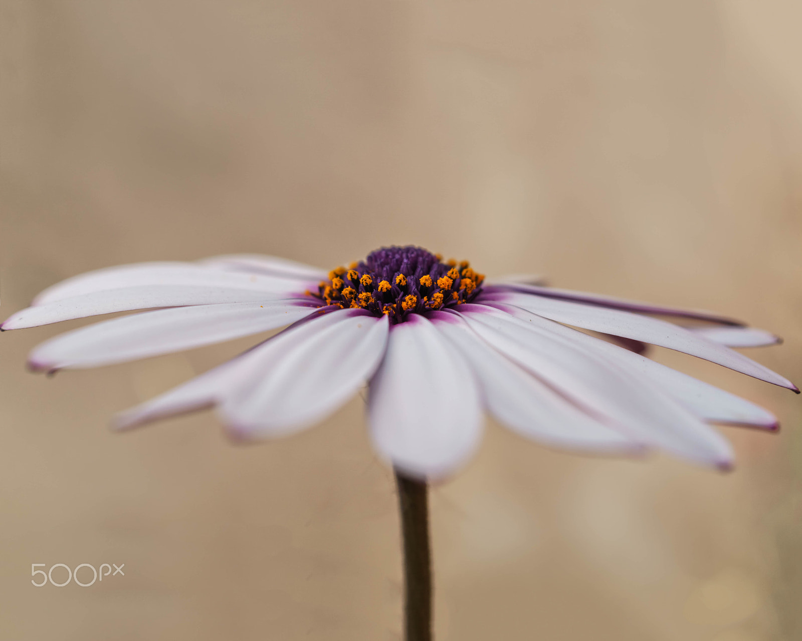 Sony DT 30mm F2.8 Macro SAM sample photo. Wildflower photography
