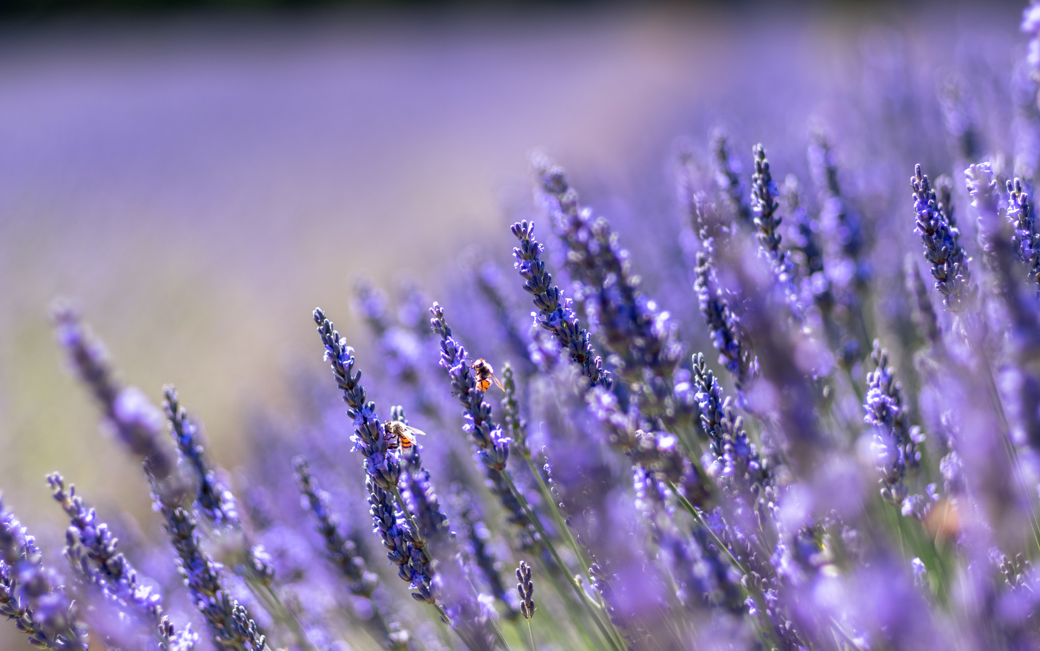 Pentax K-3 sample photo. Bees and lavander photography