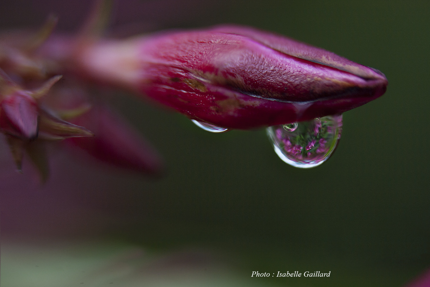 Canon EF-S 60mm F2.8 Macro USM sample photo. Drop pink photography