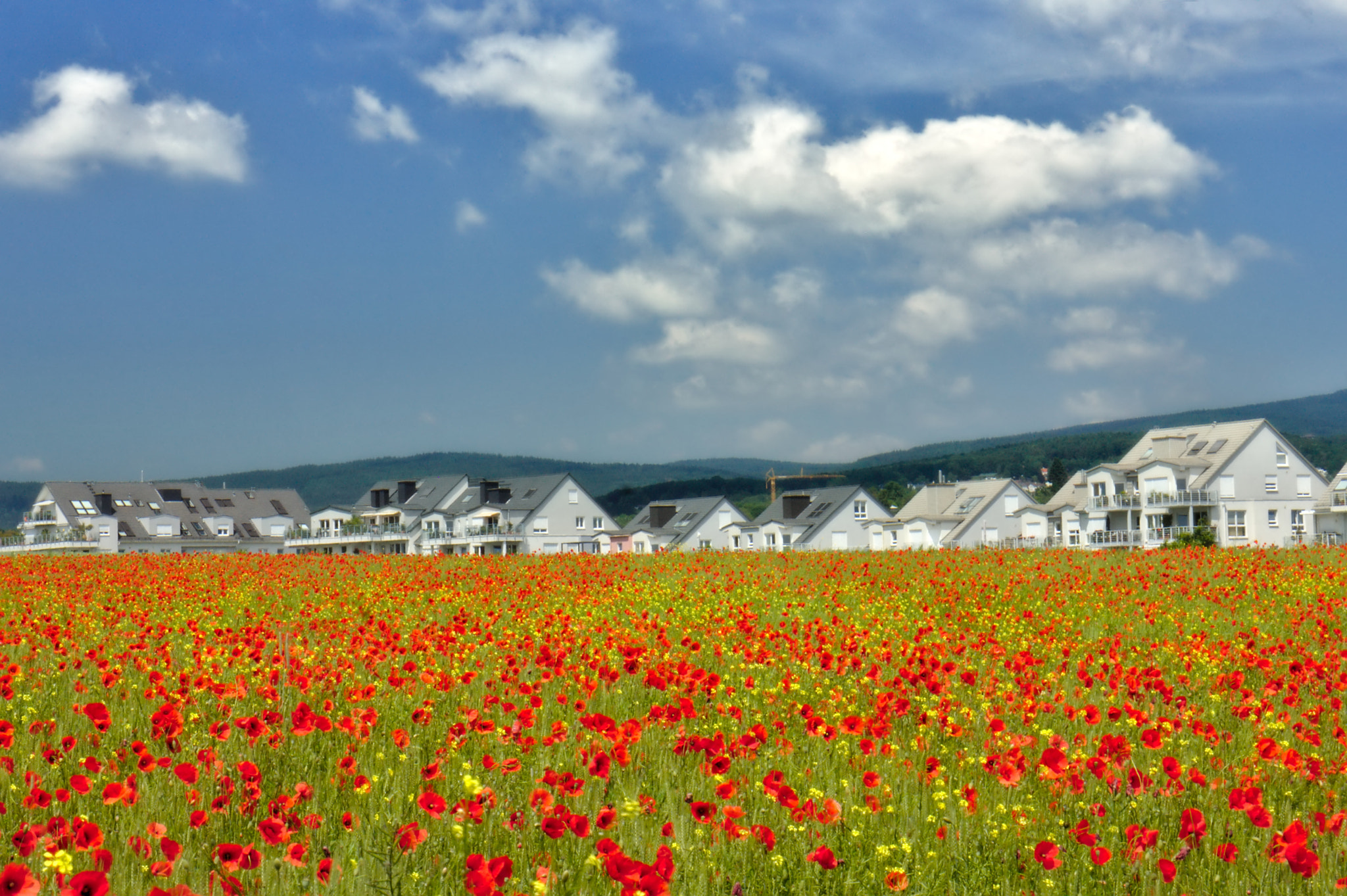 Canon EF 24-70mm F4L IS USM sample photo. Poppy field photography