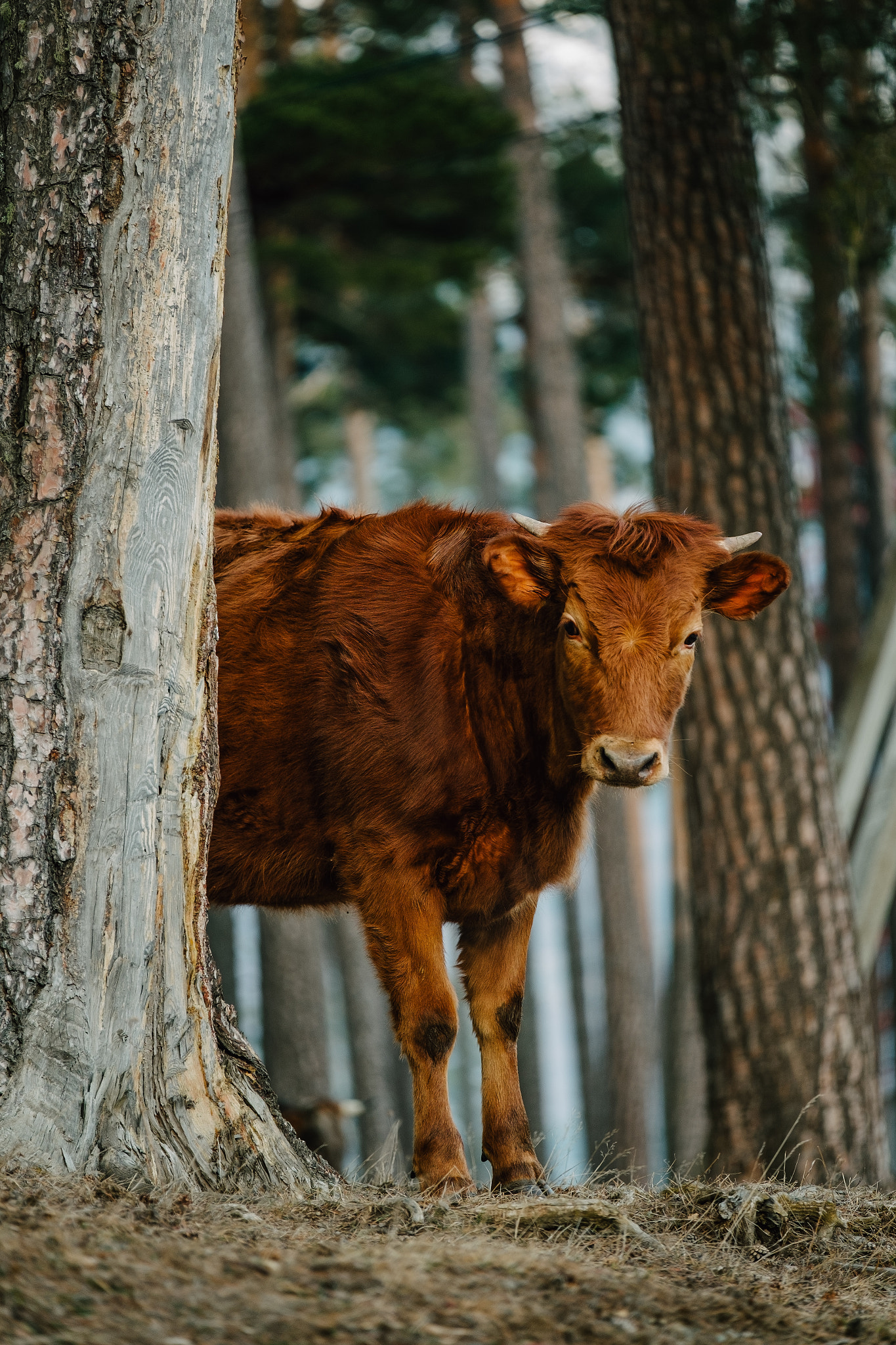 Fujifilm XF 50-140mm F2.8 R LM OIS WR sample photo. Bull-calf photography