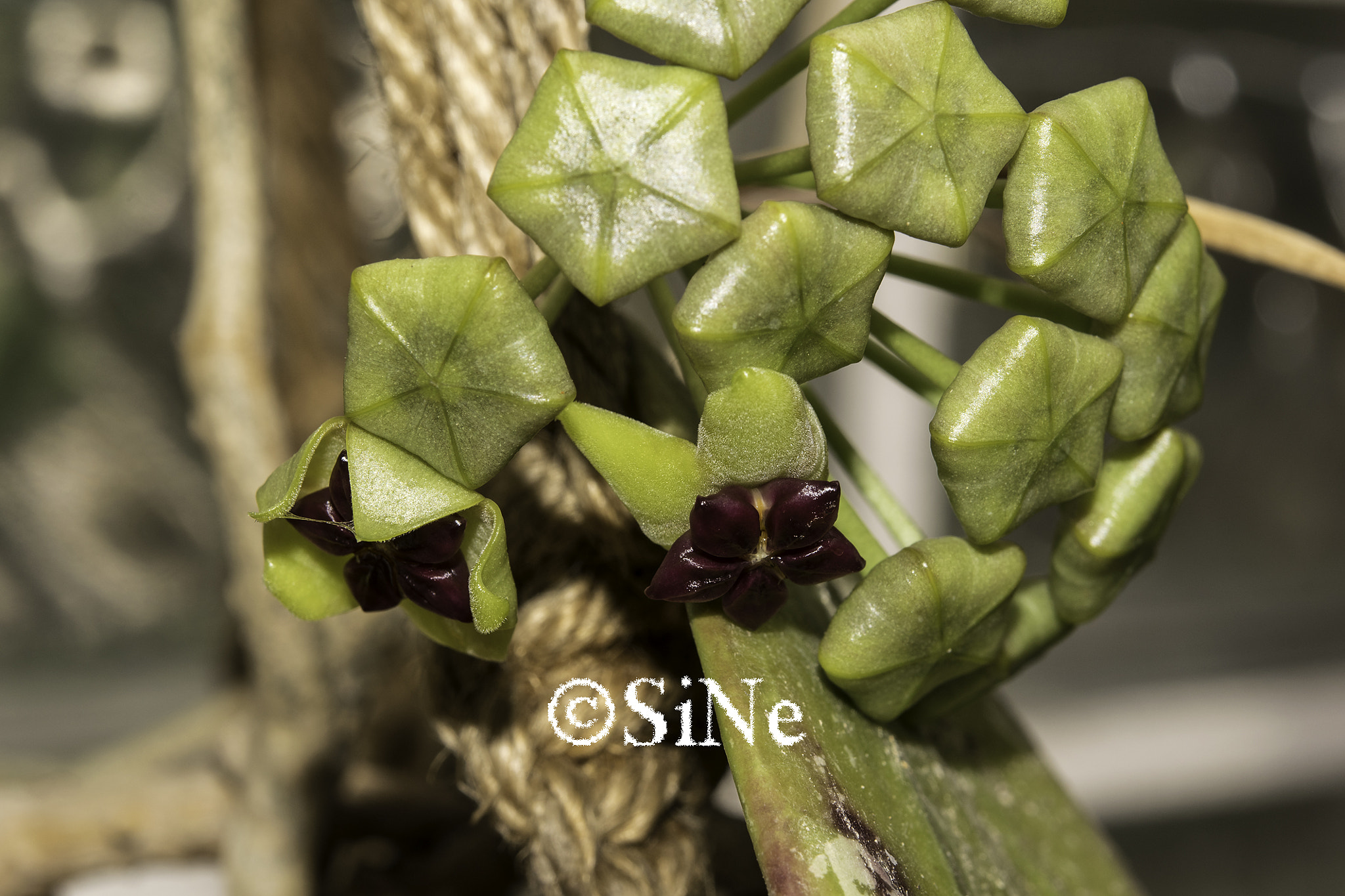Nikon AF-S Micro-Nikkor 60mm F2.8G ED sample photo. Hoya cinnamomifolia photography