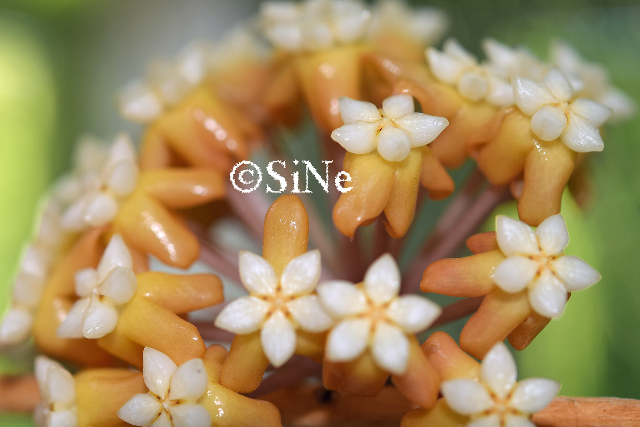 Nikon AF-S Micro-Nikkor 60mm F2.8G ED sample photo. Vittelina photography