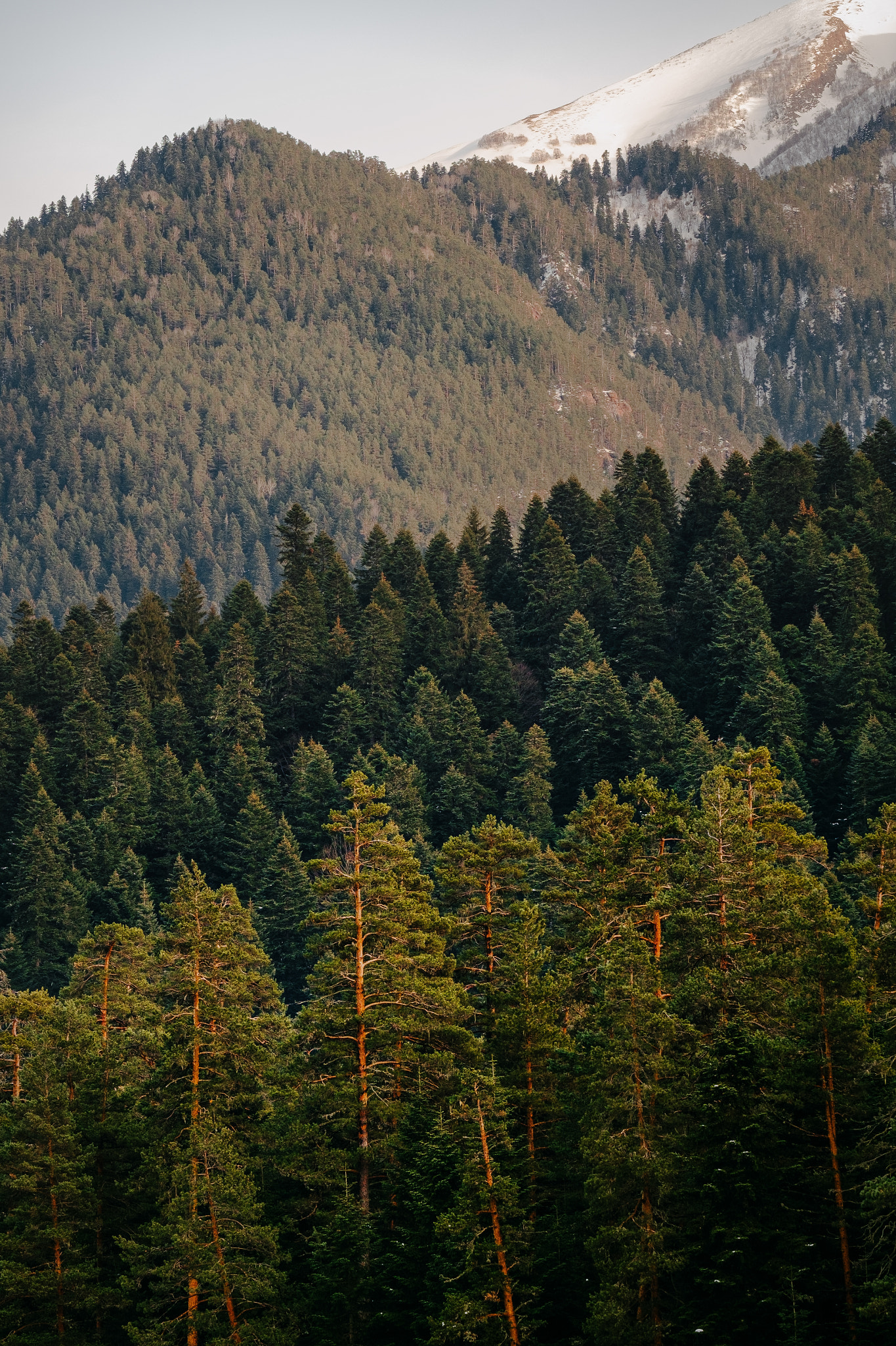 Fujifilm XF 50-140mm F2.8 R LM OIS WR sample photo. Pines photography