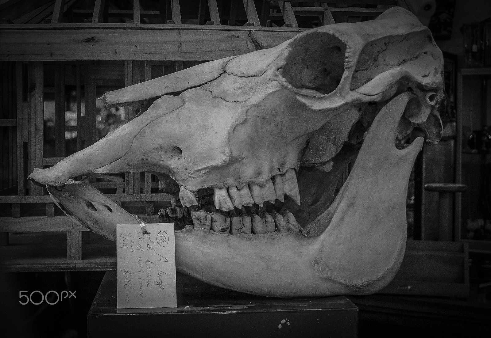 Panasonic DMC-LC1 sample photo. Skull for sale photography