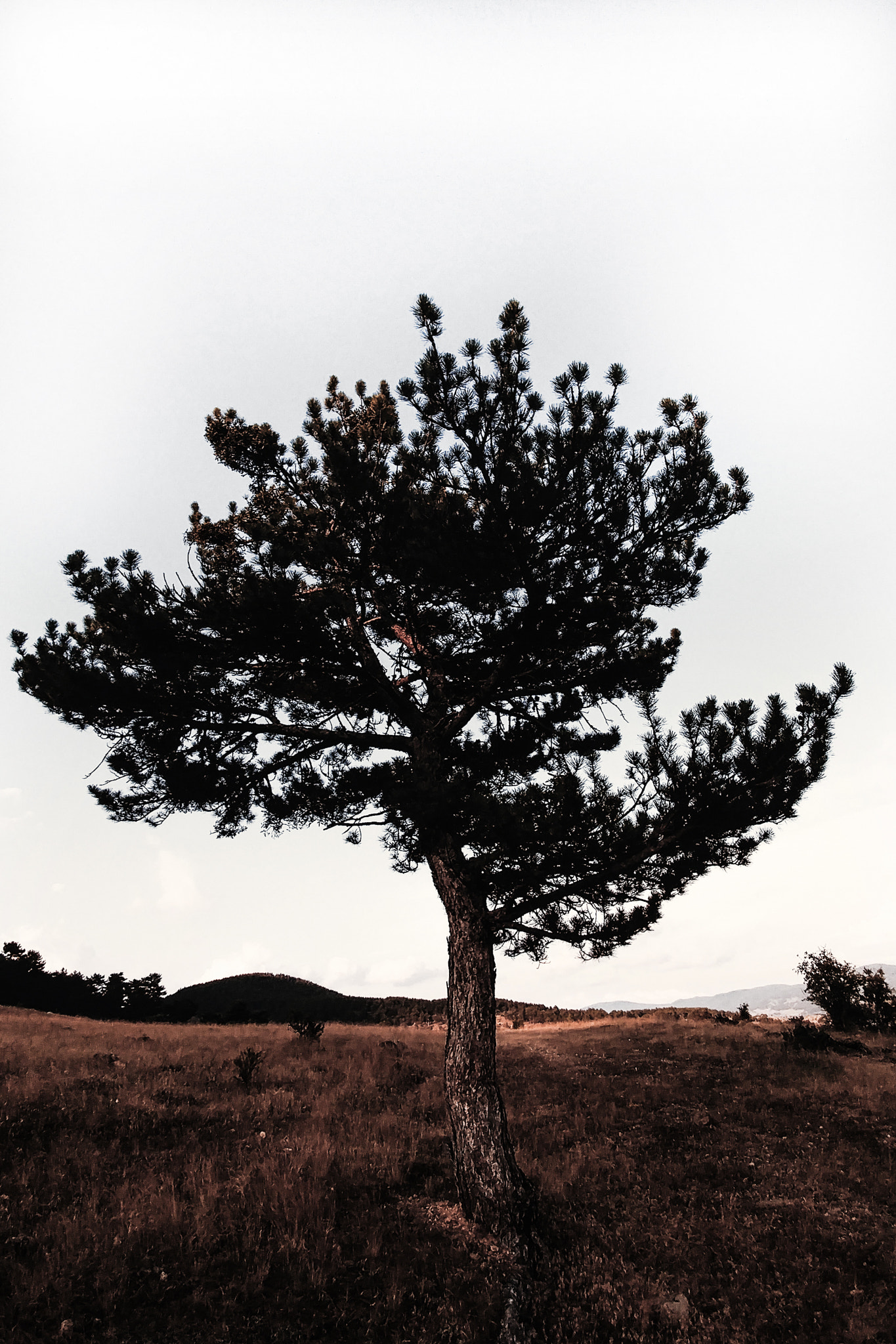 LG H850TR sample photo. Lonely tree photography