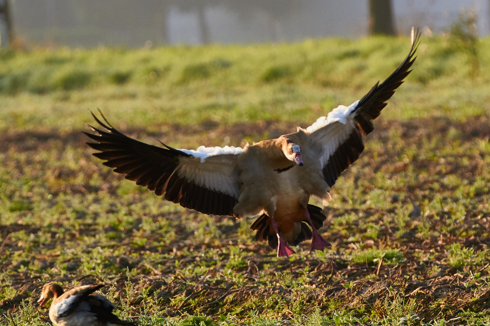 Canon EF 70-200mm F2.8L IS II USM sample photo. Egyptian goose - far from home photography
