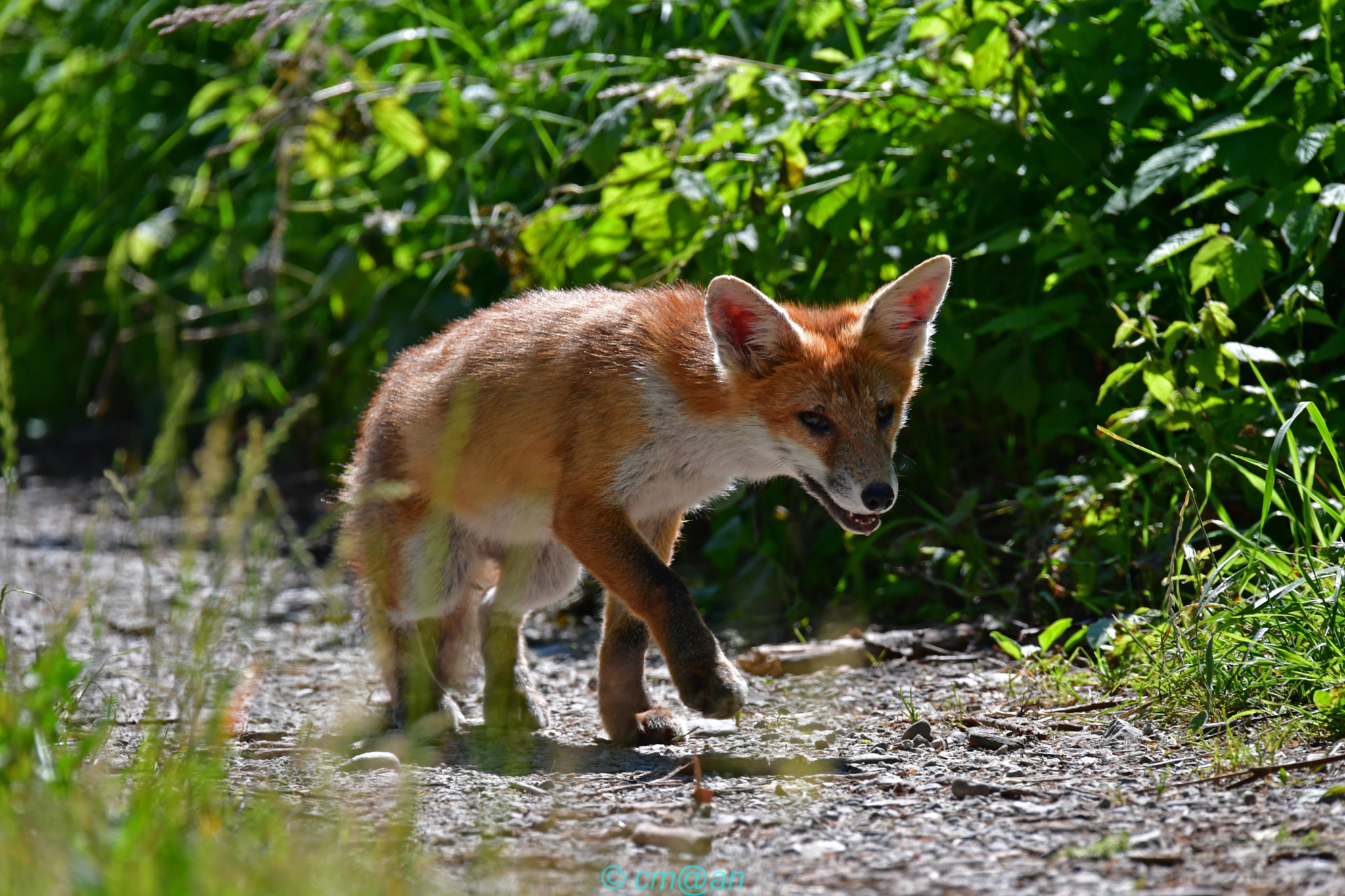 Sigma 150-600mm F5-6.3 DG OS HSM | S sample photo. Renardeau / young fox / junger fuchs photography
