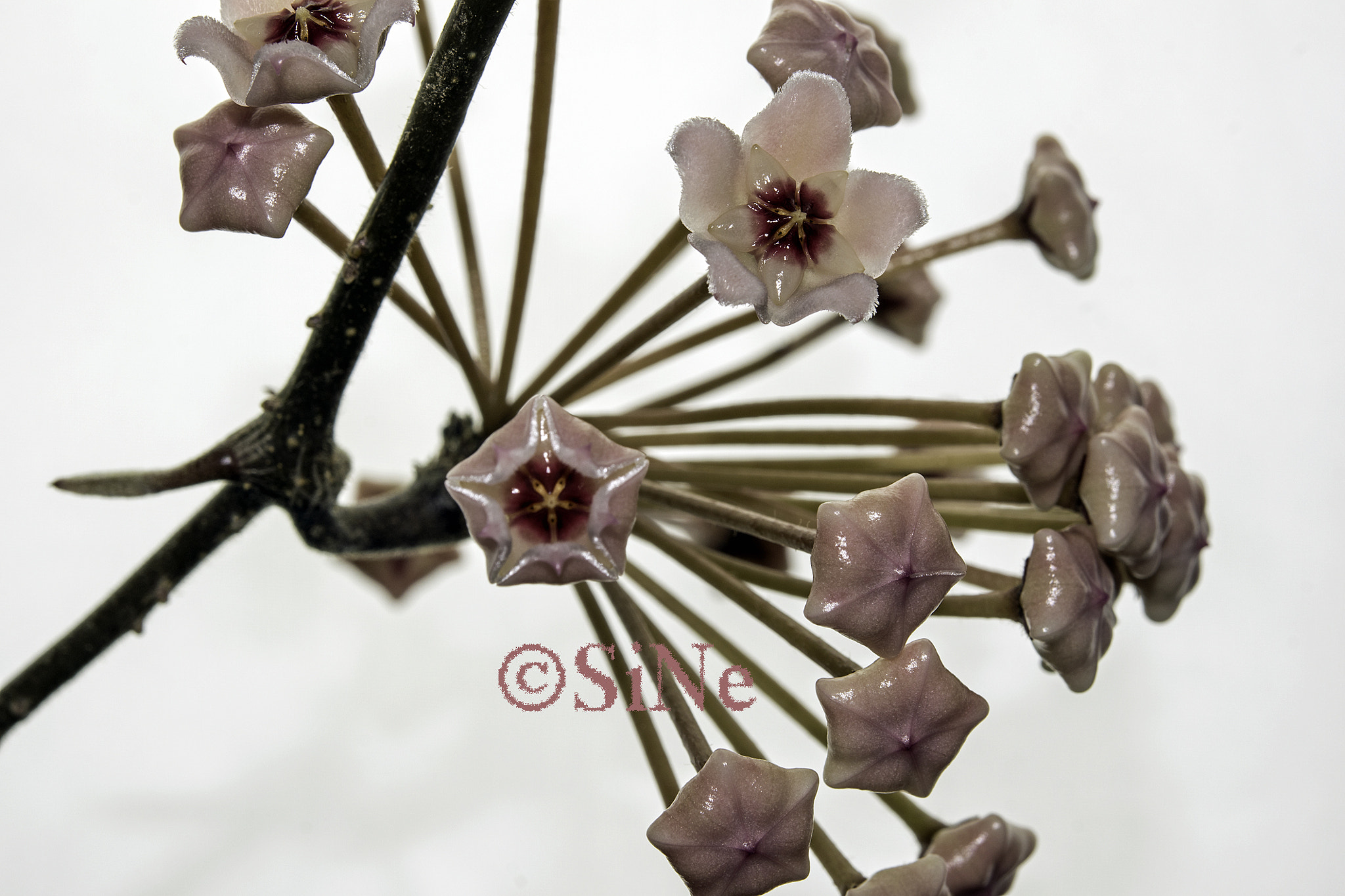 Nikon AF-S Micro-Nikkor 60mm F2.8G ED sample photo. Hoya carnosa krinkle 8 photography