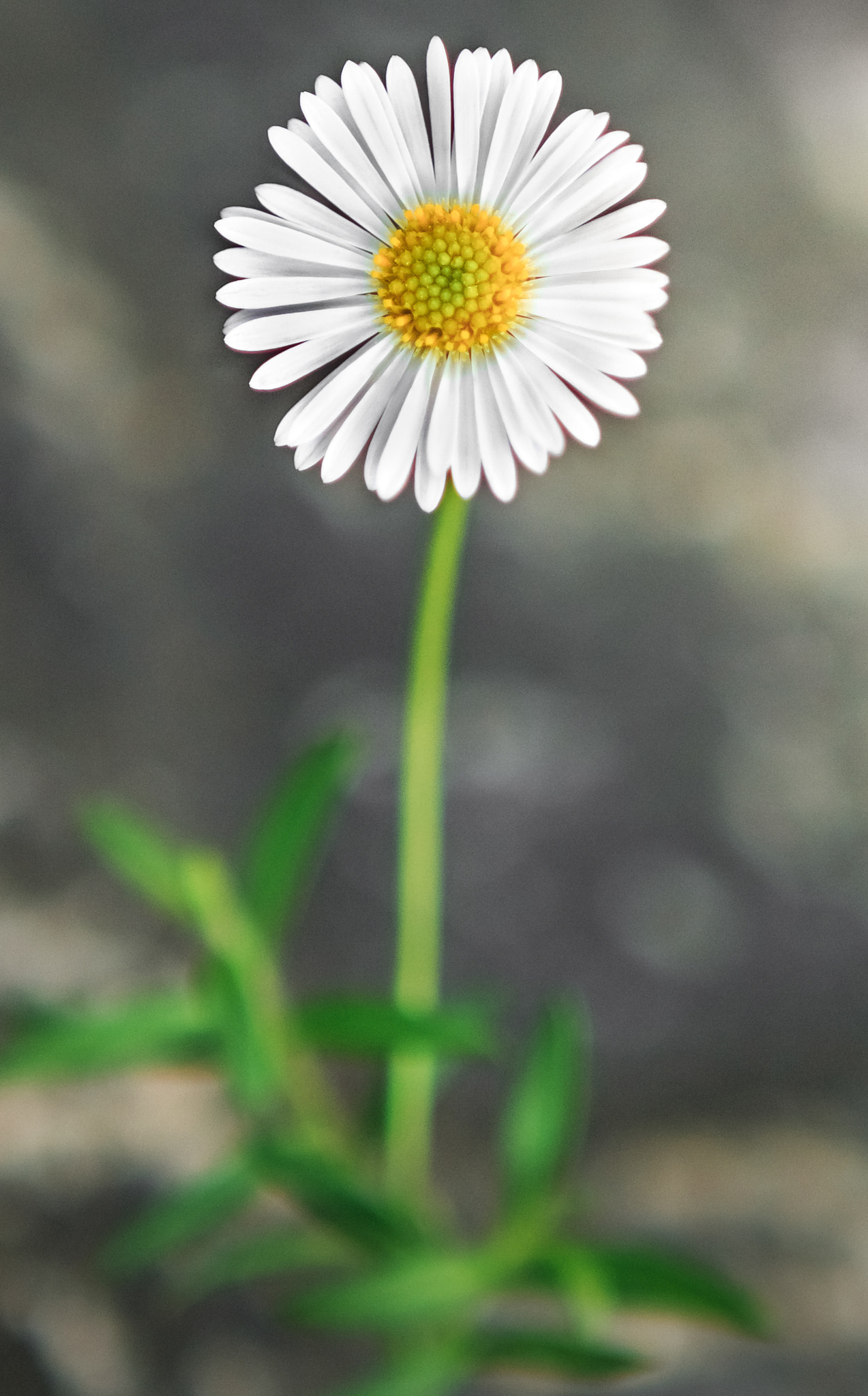 Canon EOS 700D (EOS Rebel T5i / EOS Kiss X7i) + Canon EF 24-70mm F2.8L USM sample photo. Lonely flower photography