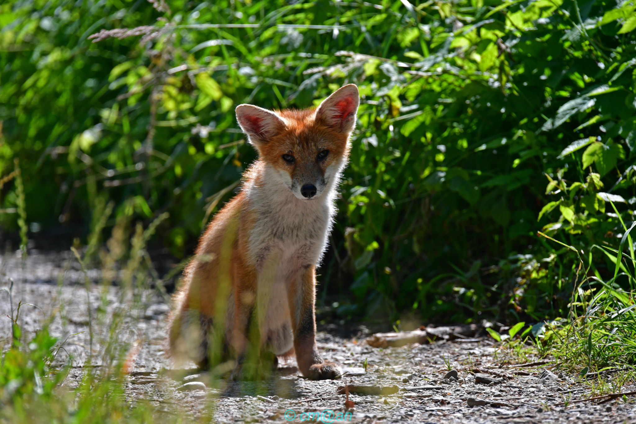 Sigma 150-600mm F5-6.3 DG OS HSM | S sample photo. Renardeau / young fox / junger fuchs photography