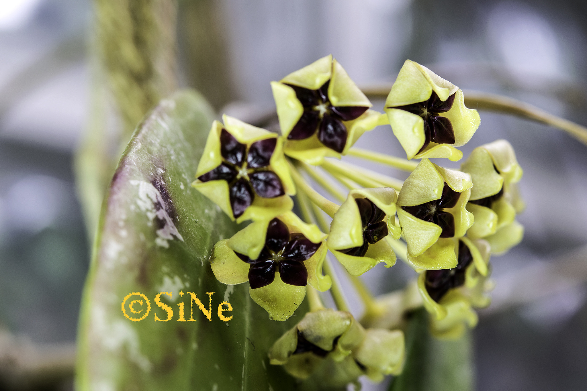 Nikon AF-S Micro-Nikkor 60mm F2.8G ED sample photo. Hoya cinnamomifolia photography