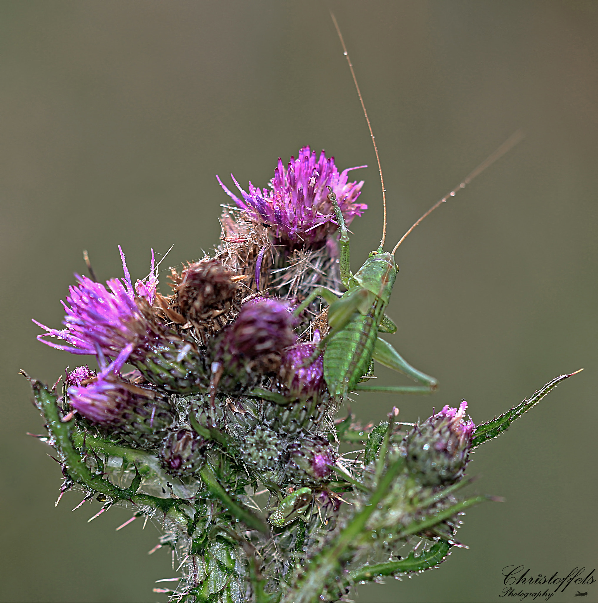 Sigma APO Macro 150mm f/2.8 EX DG HSM sample photo. The grasshopper photography