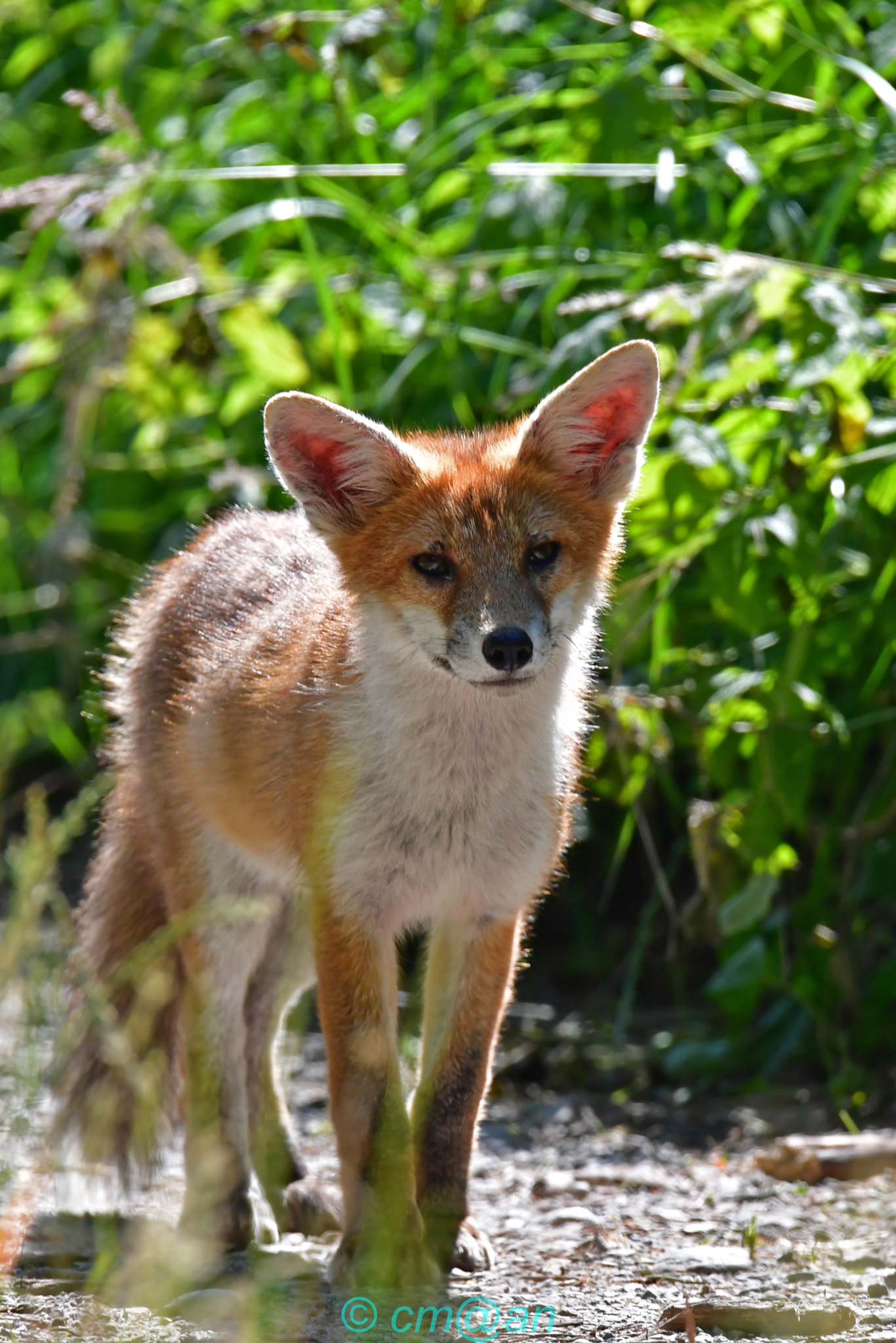 Sigma 150-600mm F5-6.3 DG OS HSM | S sample photo. Renardeau / young fox / junger fuchs photography