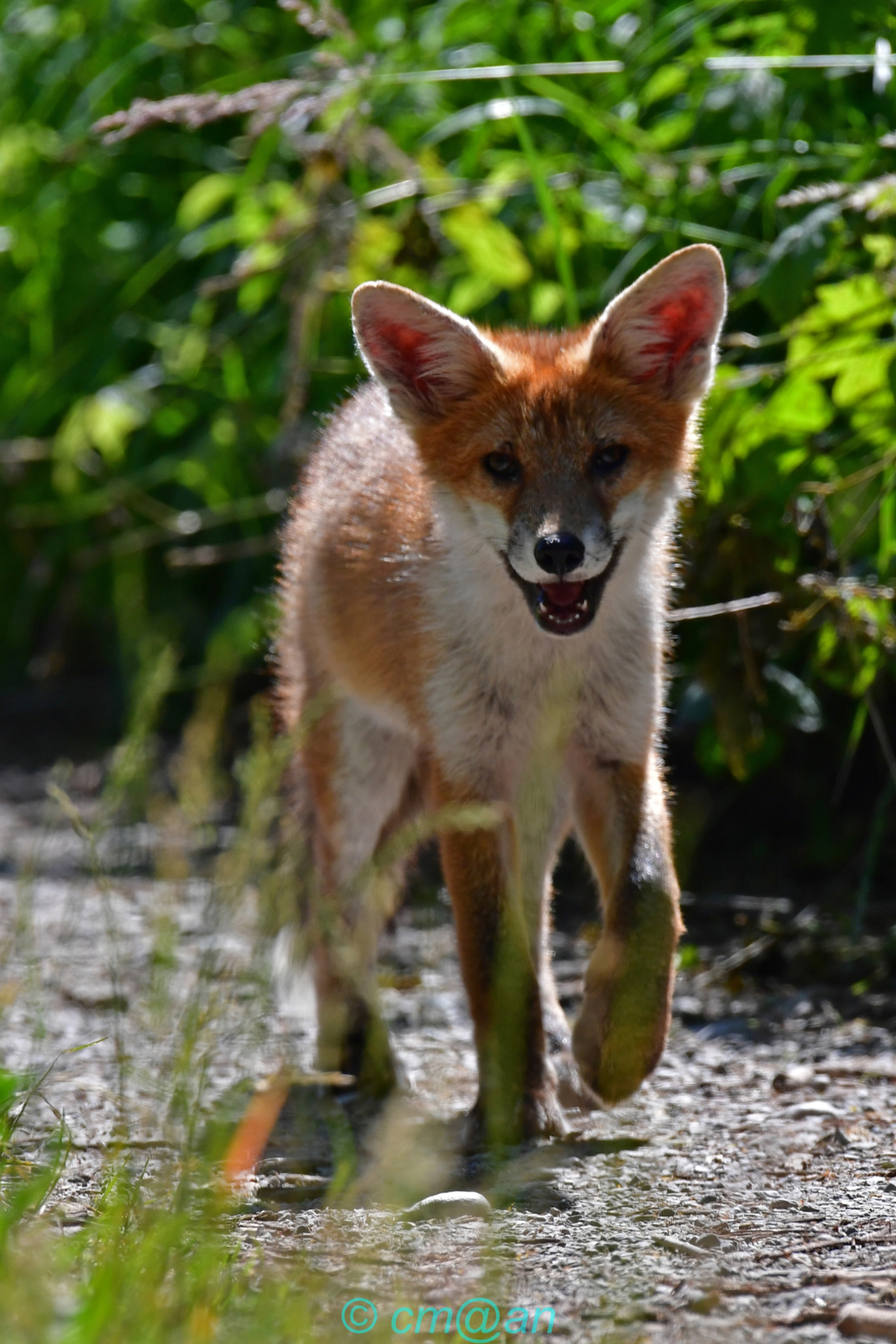 Sigma 150-600mm F5-6.3 DG OS HSM | S sample photo. Renardeau / young fox / junger fuchs photography