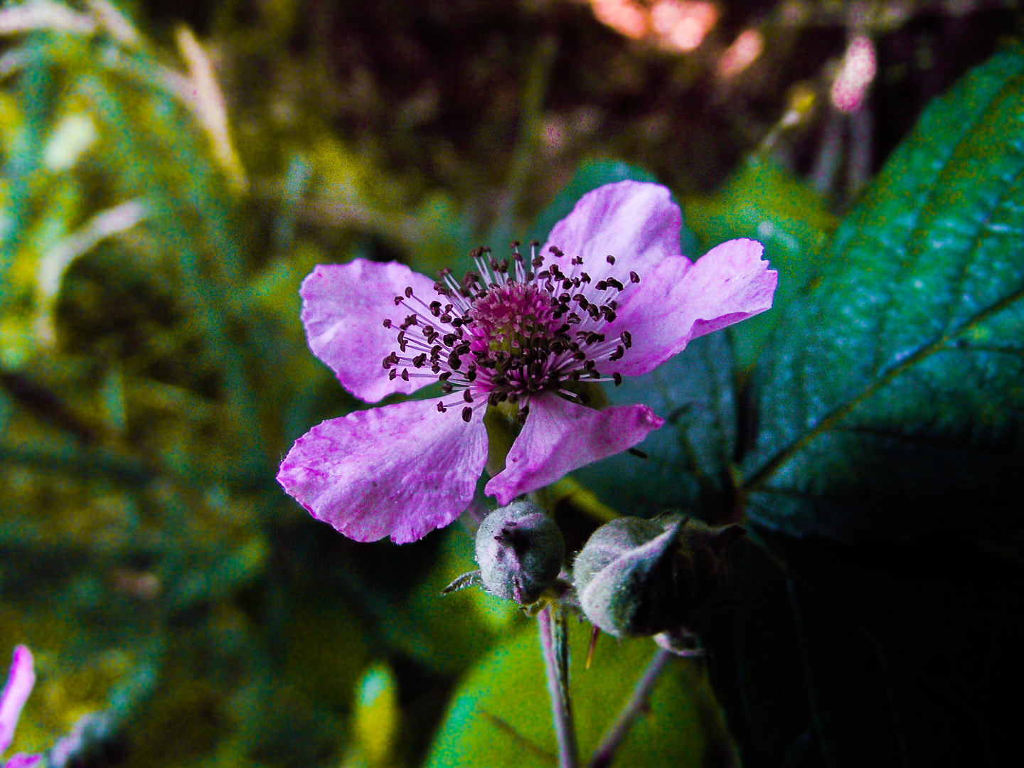 FujiFilm FinePix S1600 (FinePix S1770) sample photo. Lovely flower photography