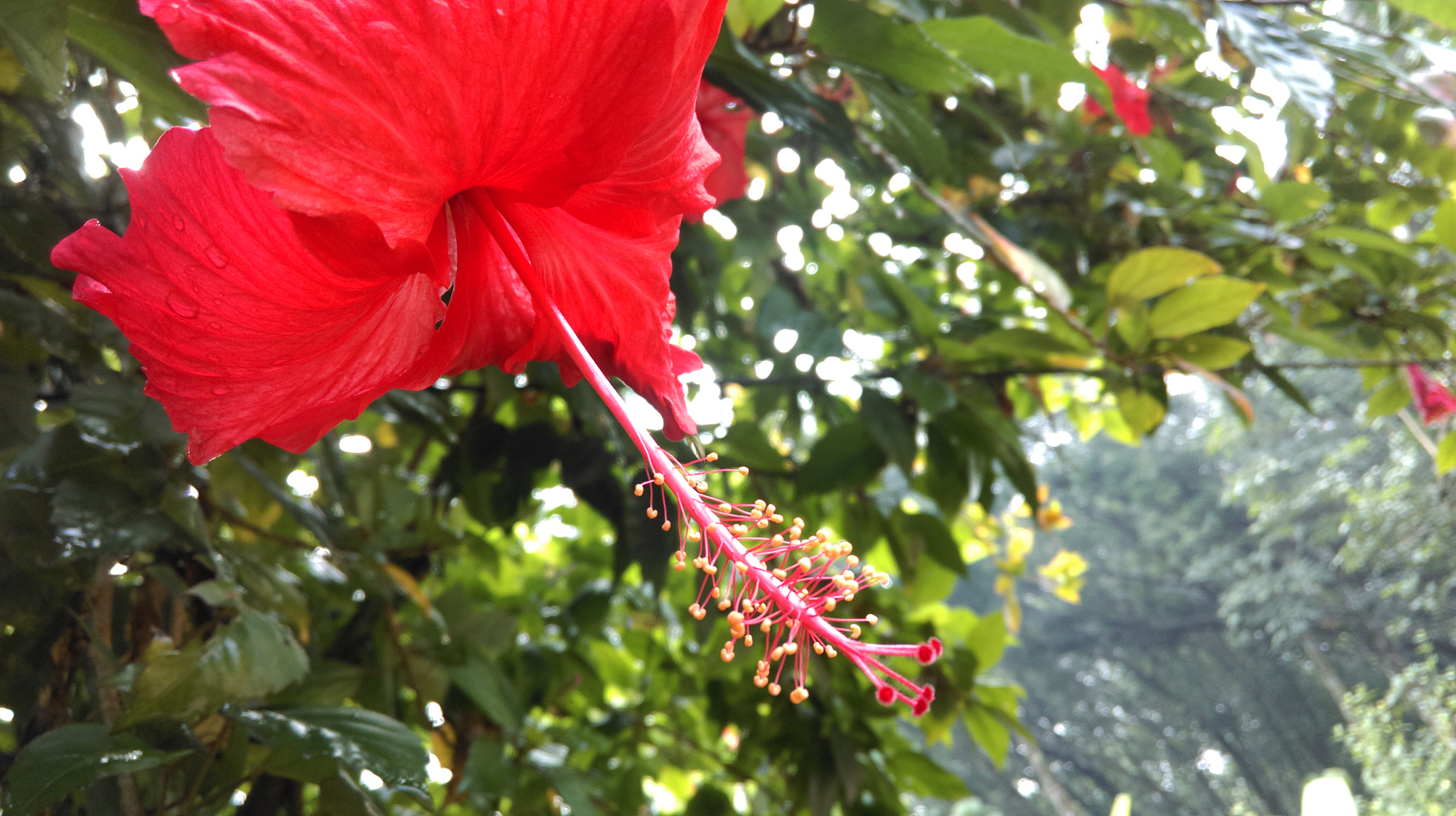 HTC 0P9C8 sample photo. Hibiscus flower photography