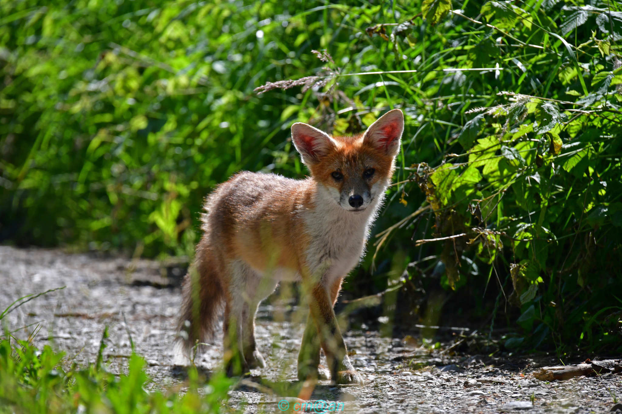 Sigma 150-600mm F5-6.3 DG OS HSM | S sample photo. Renardeau / young fox / junger fuchs photography