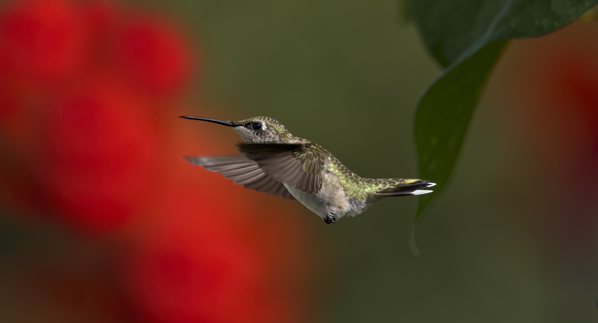 Nikon AF-S Nikkor 300mm F2.8G ED-IF VR sample photo. Coming out of the morning glory thickett photography