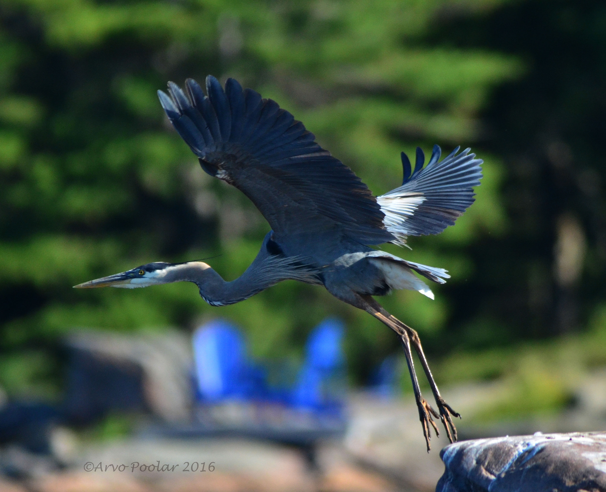 Sigma 120-400mm F4.5-5.6 DG OS HSM sample photo. Great blue heron photography