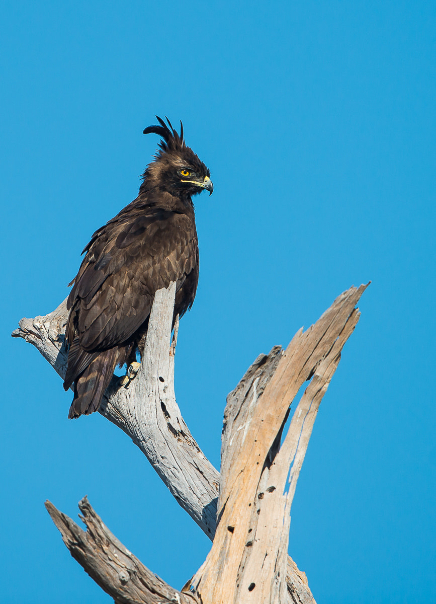 Nikon D800 + Nikon AF-S Nikkor 600mm F4G ED VR sample photo. Long-crested eagle. ruaha np. tanzania photography