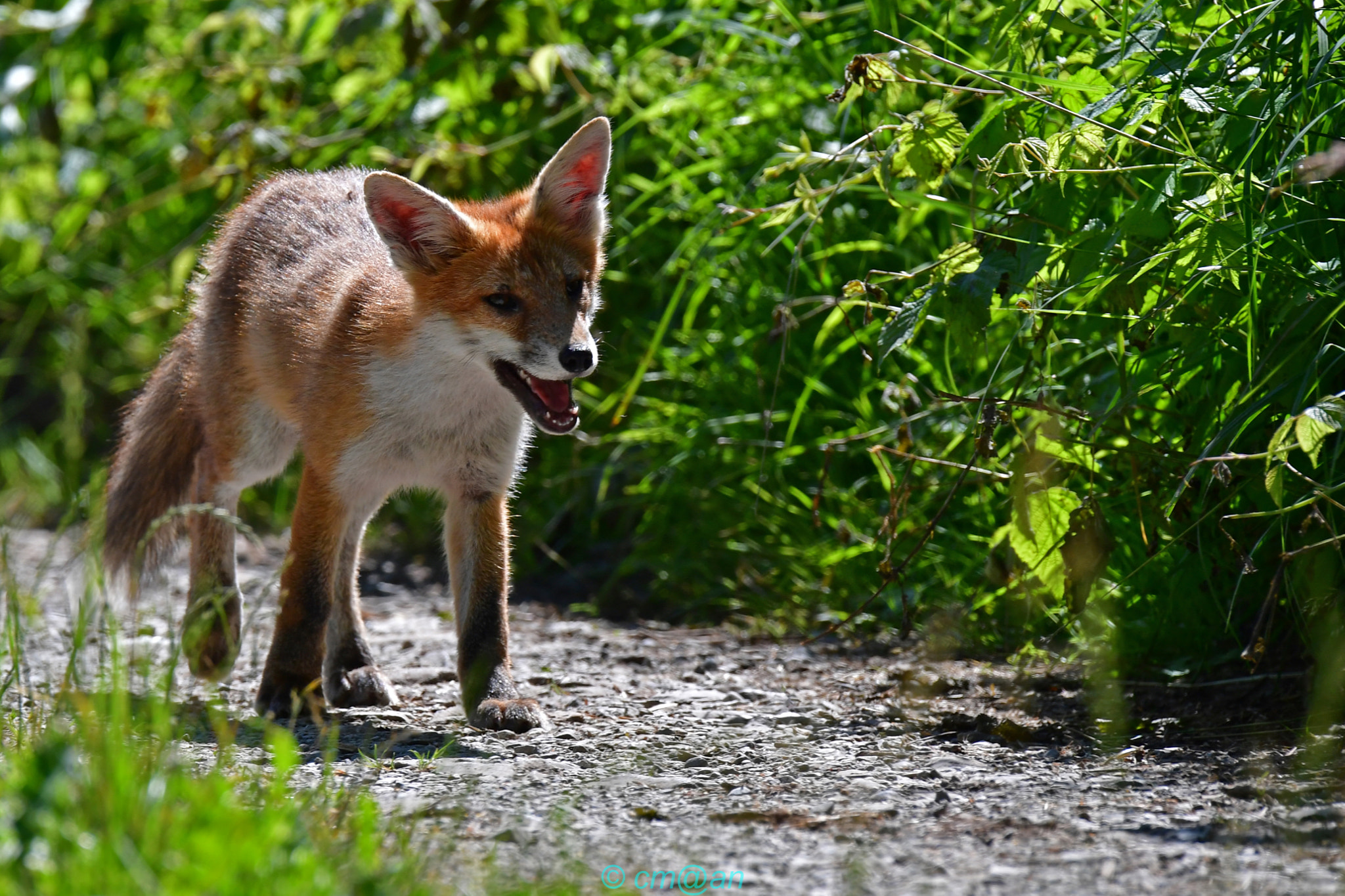 Sigma 150-600mm F5-6.3 DG OS HSM | S sample photo. Renardeau / young fox / junger fuchs photography