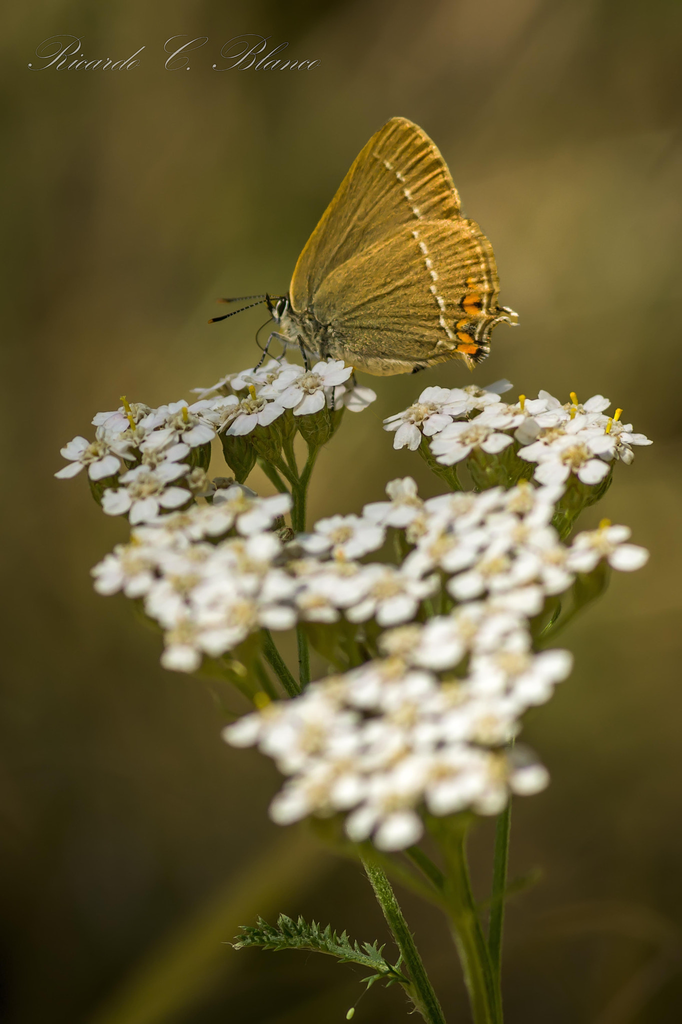 Sony SLT-A58 + Sigma AF 105mm F2.8 EX [DG] Macro sample photo. Mis macros.... photography