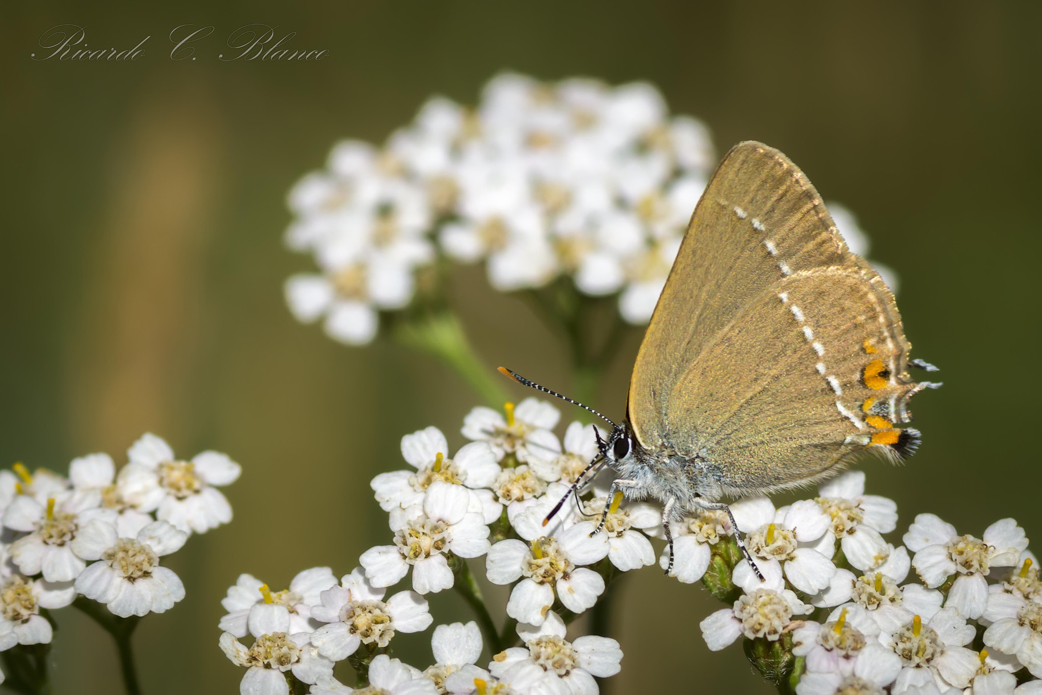 Sony SLT-A58 + Sigma AF 105mm F2.8 EX [DG] Macro sample photo. Mis macros.... photography